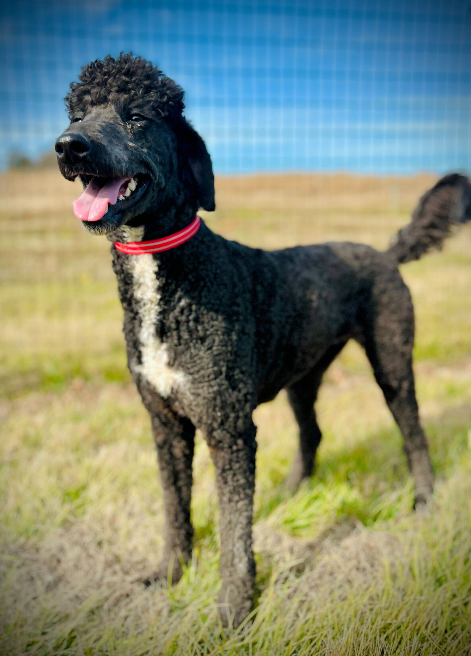 Dog Image
