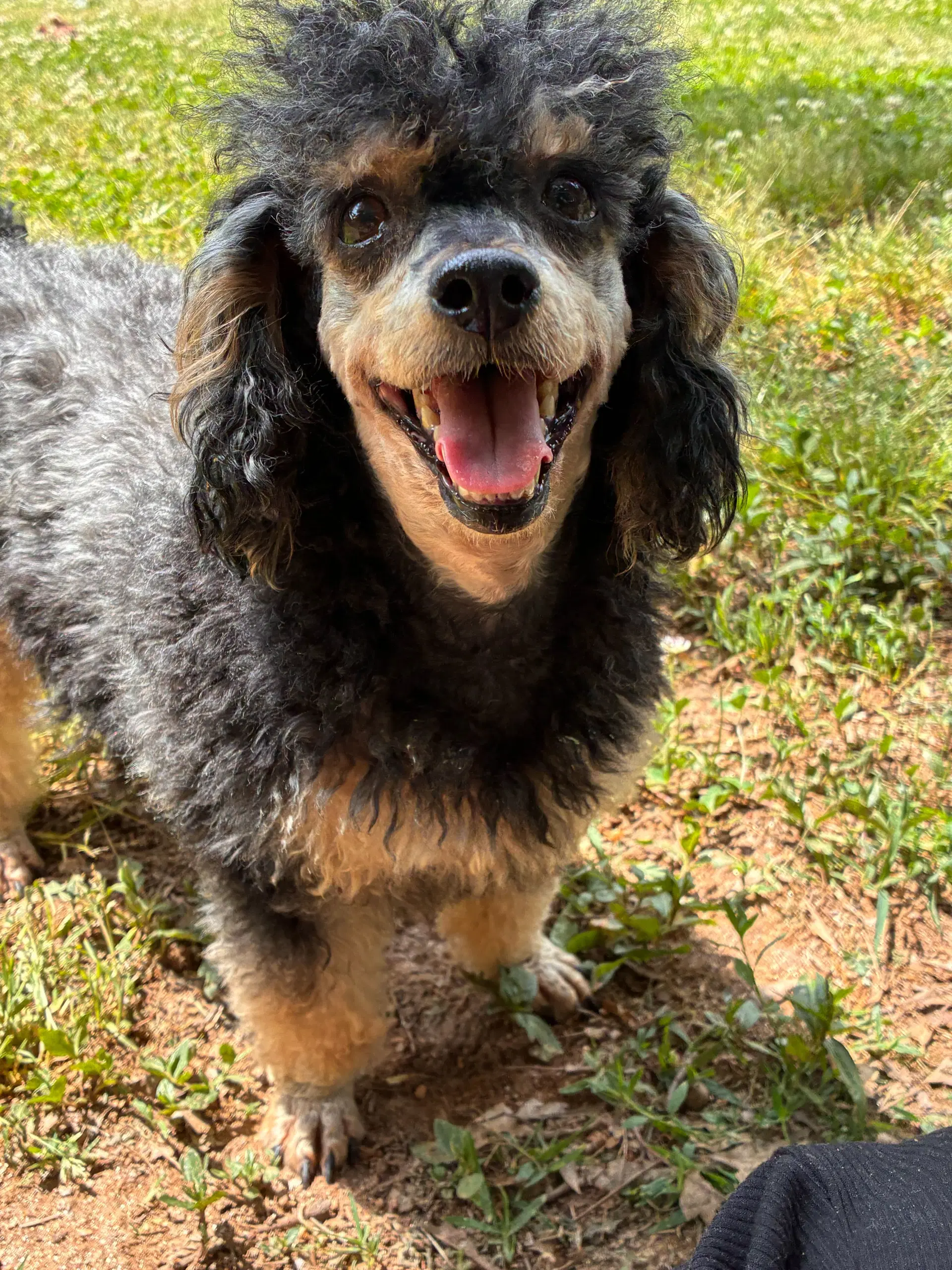 Millie Russell Dec - Poodle (Toy)