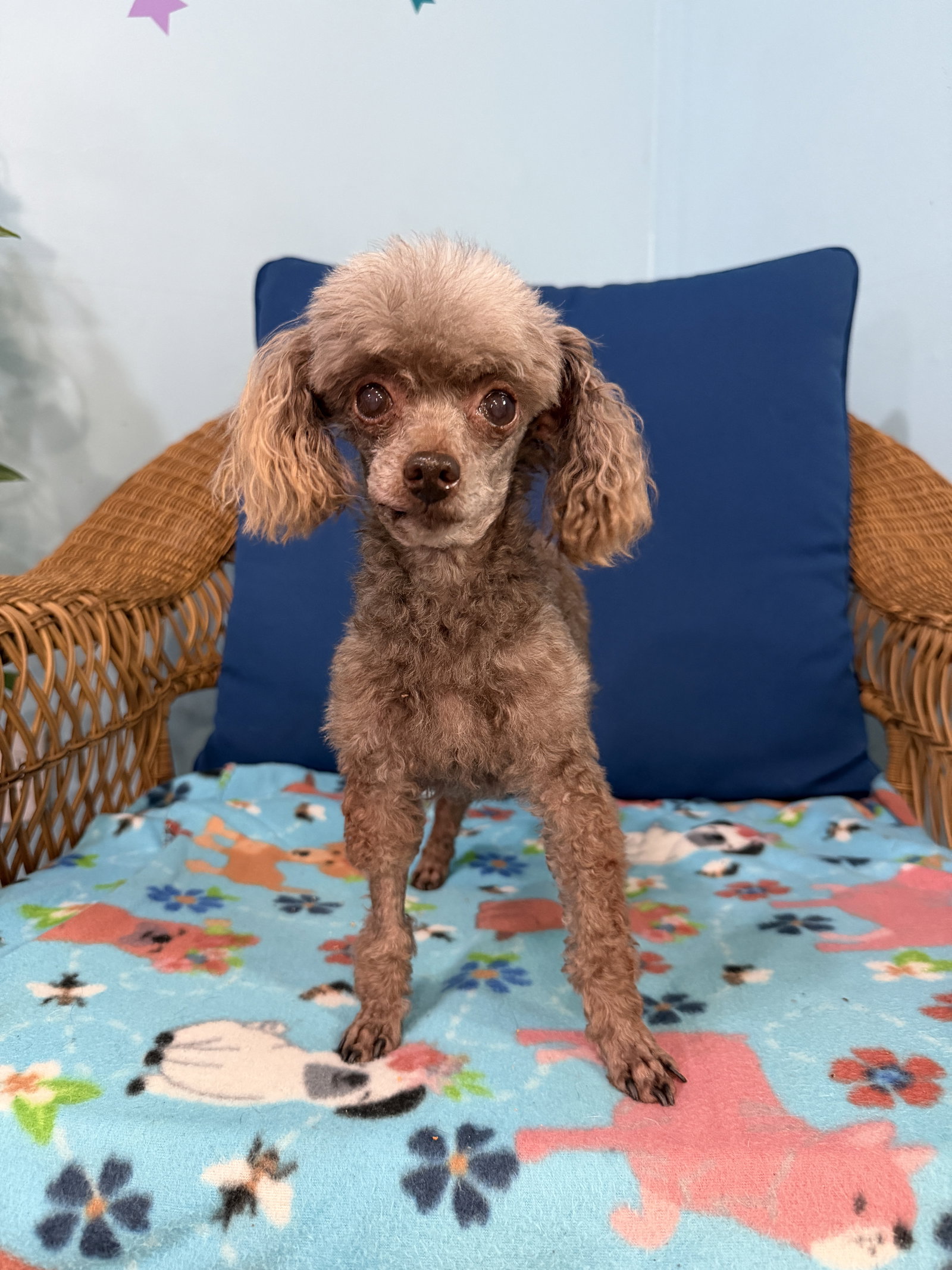 Dog Image