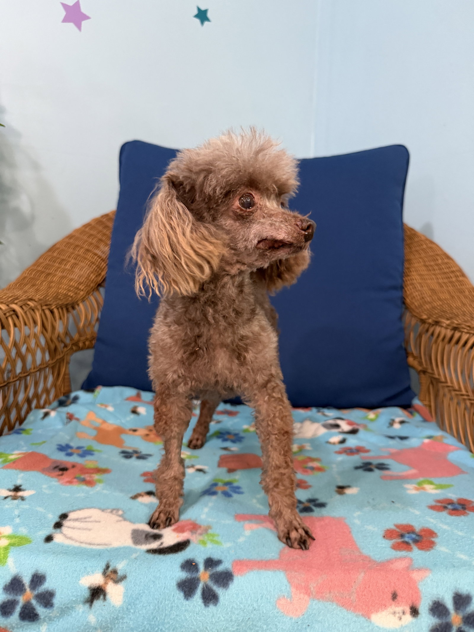 Dog Image