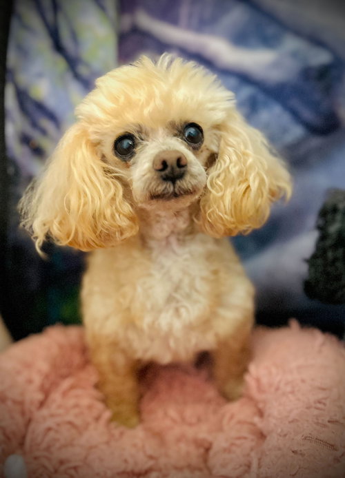 Gizmo Russell Dec 25, an adoptable Poodle in Pacolet, SC