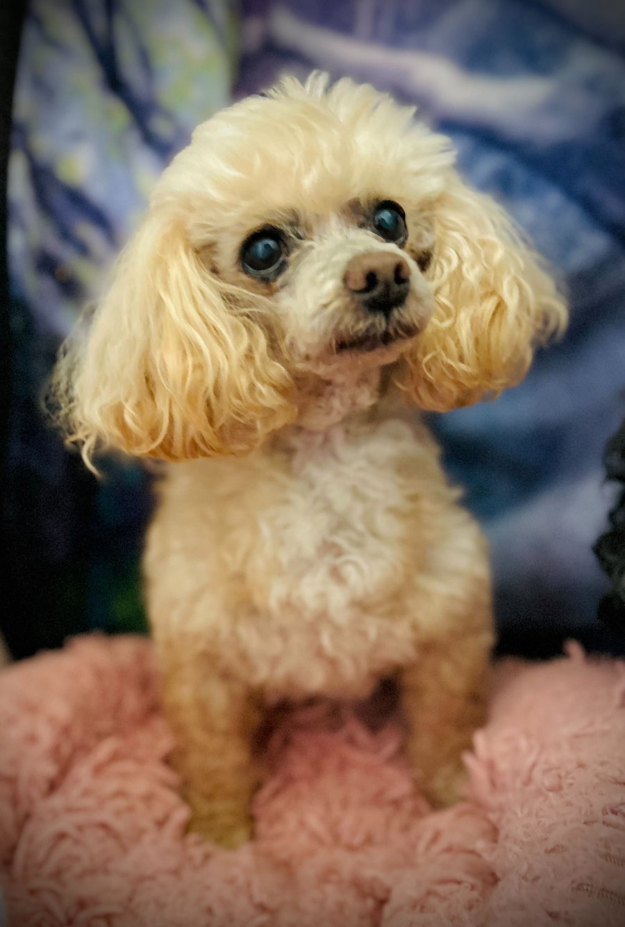 Gizmo Russell Dec 25