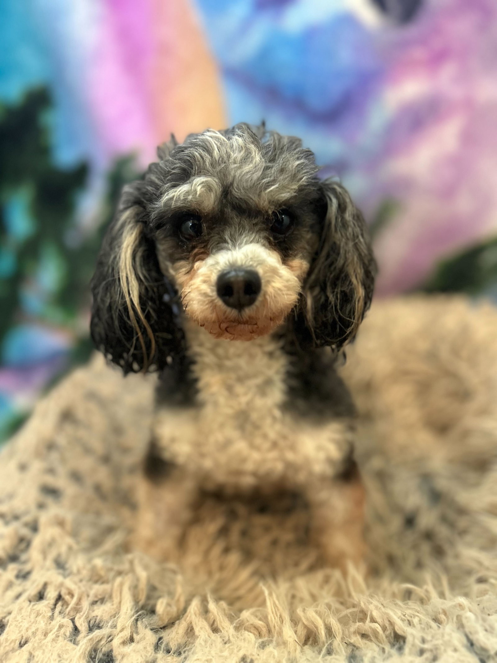 <strong> Roscoe Dec 25</strong> <br/> <small>Poodle (Toy) (long coat)</small>