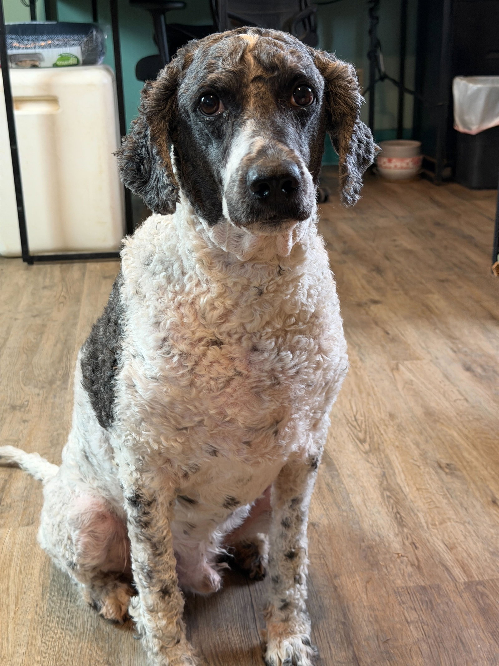 Pongo Jan 26 Image