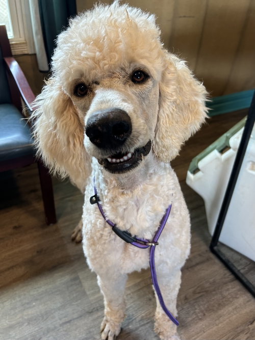 Otis Jan 26, an adoptable Poodle in Pacolet, SC