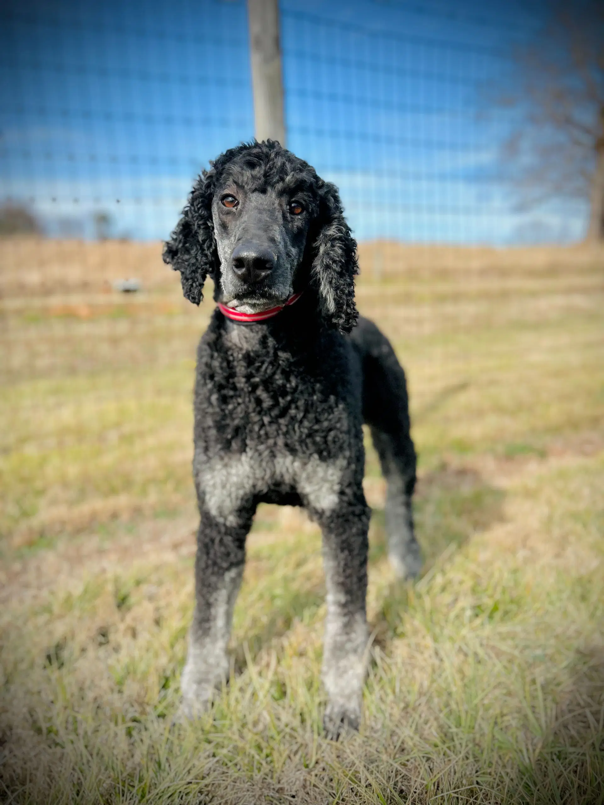 Bentley Oakes Dec - Poodle (Standard)