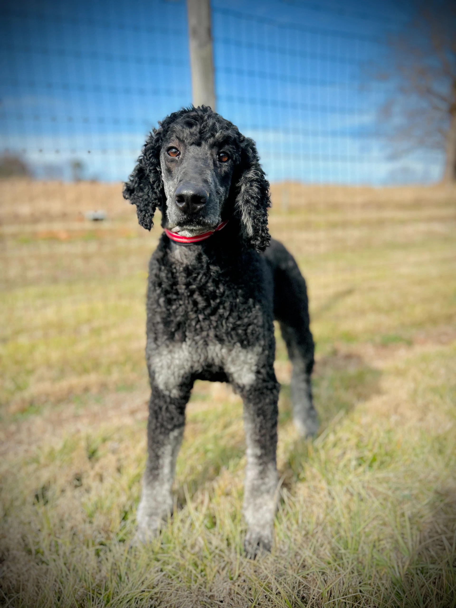 Bentley Oakes Dec