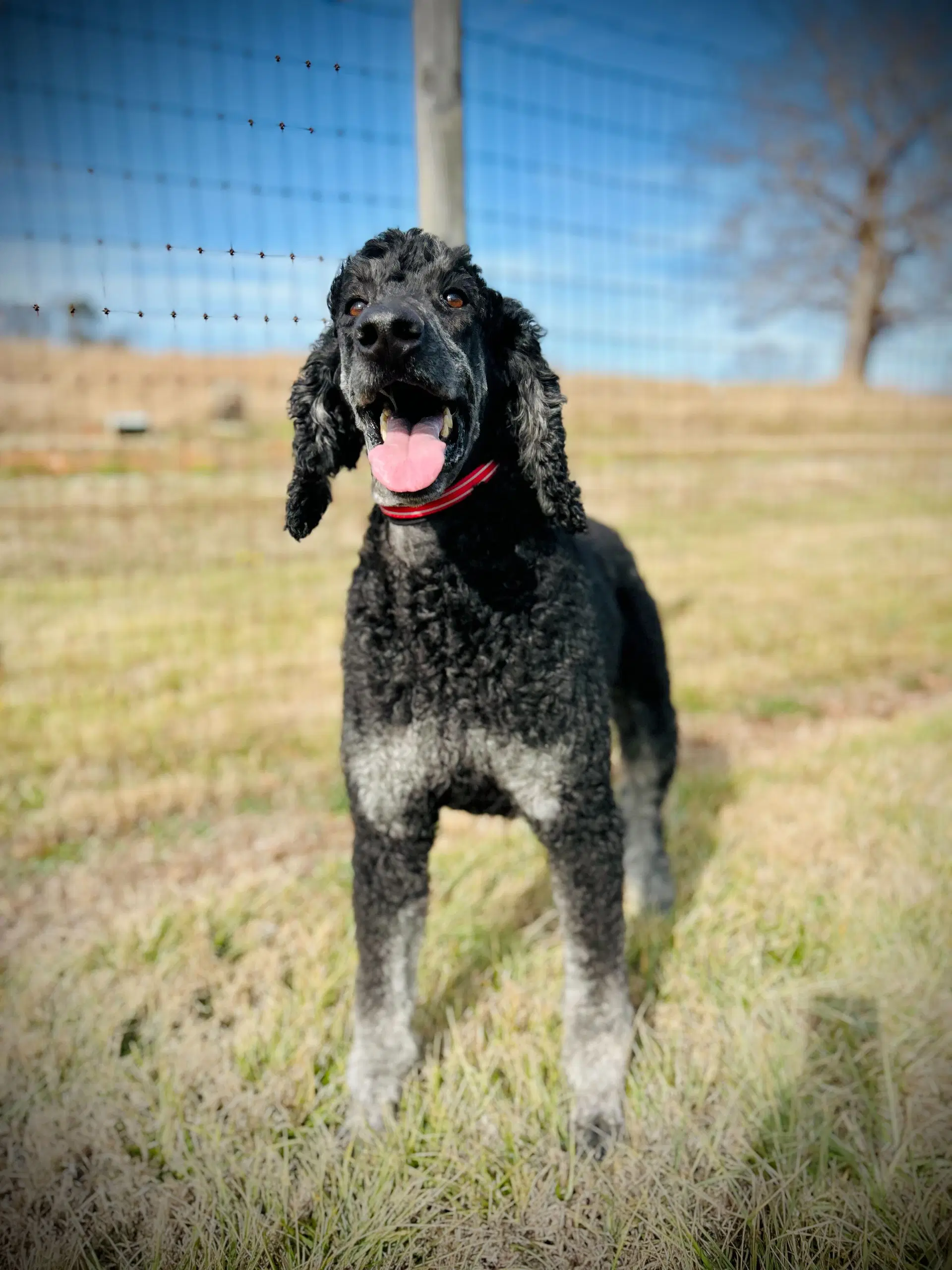 Bentley Oakes Dec image 2