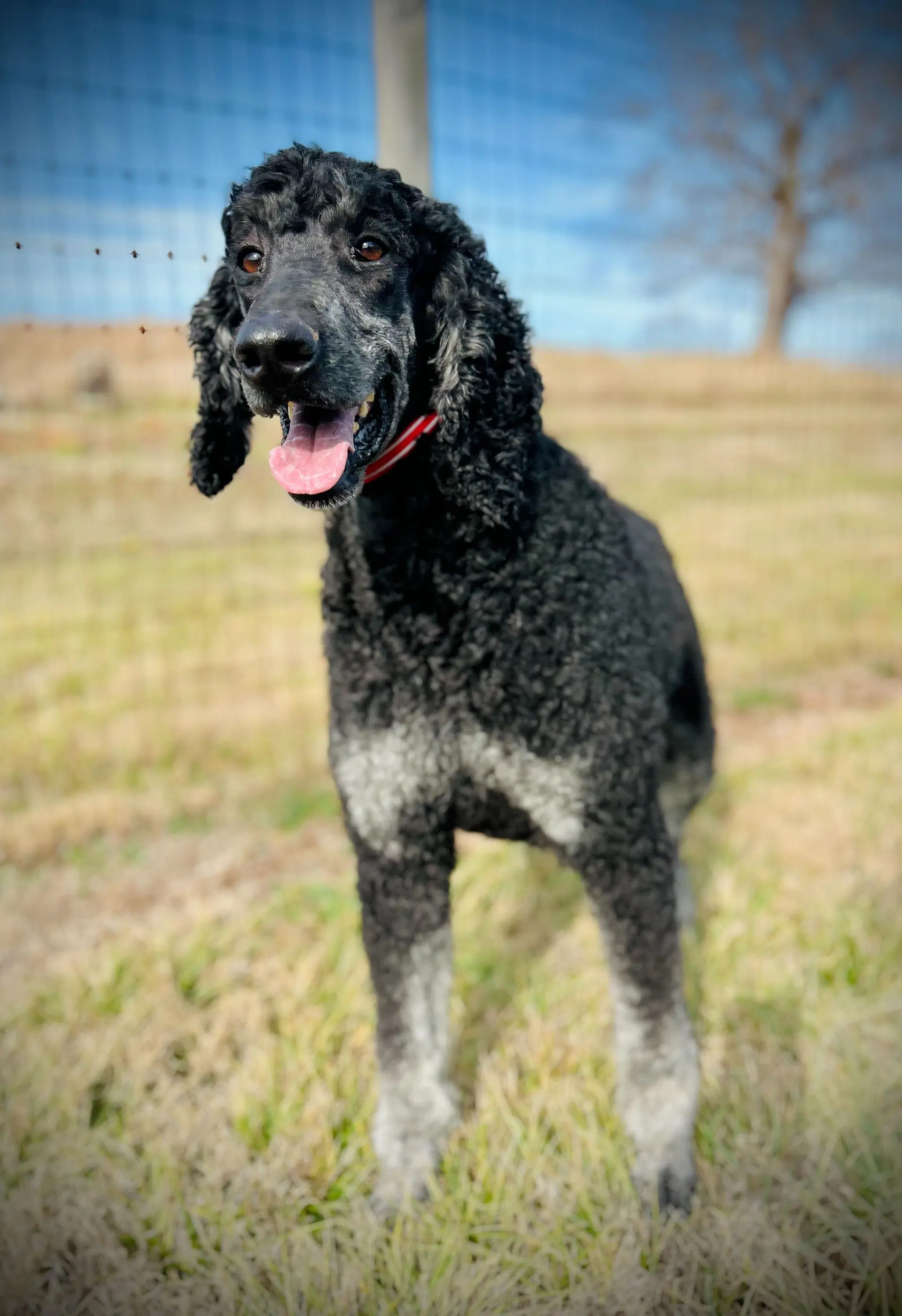 Bentley Oakes Dec image 3