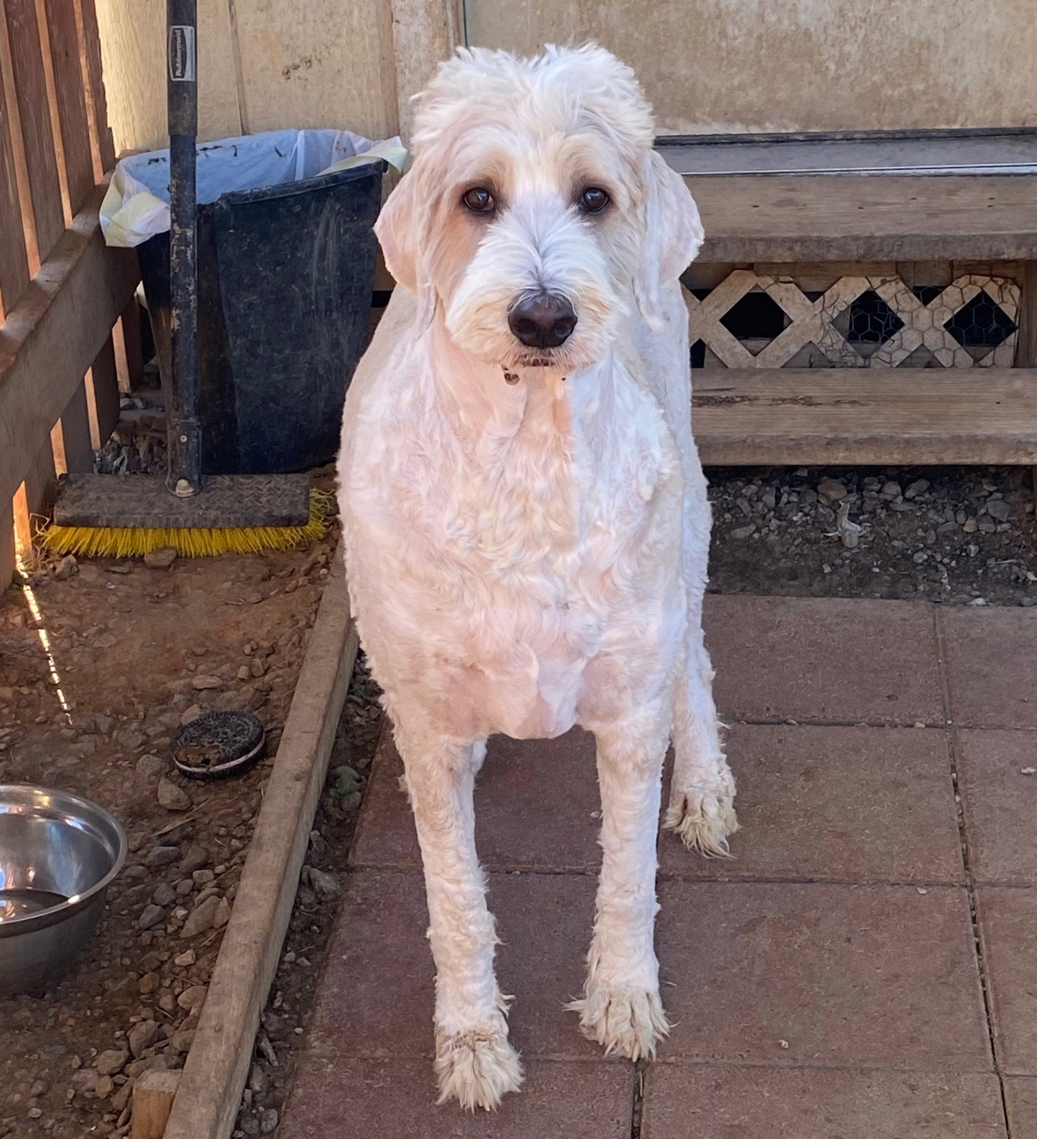 Dog Image