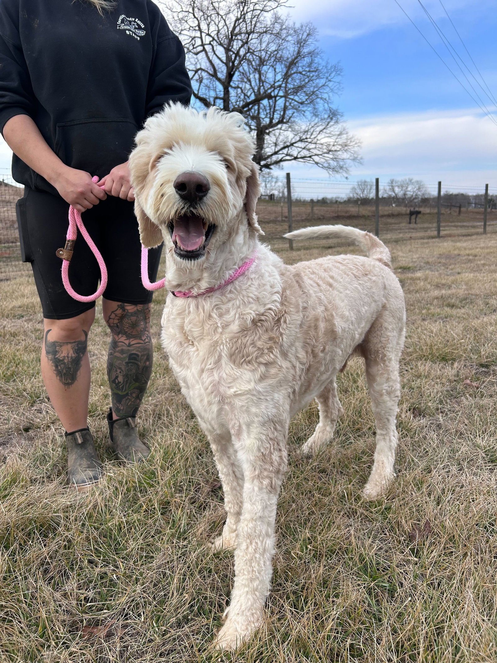 Dog Image
