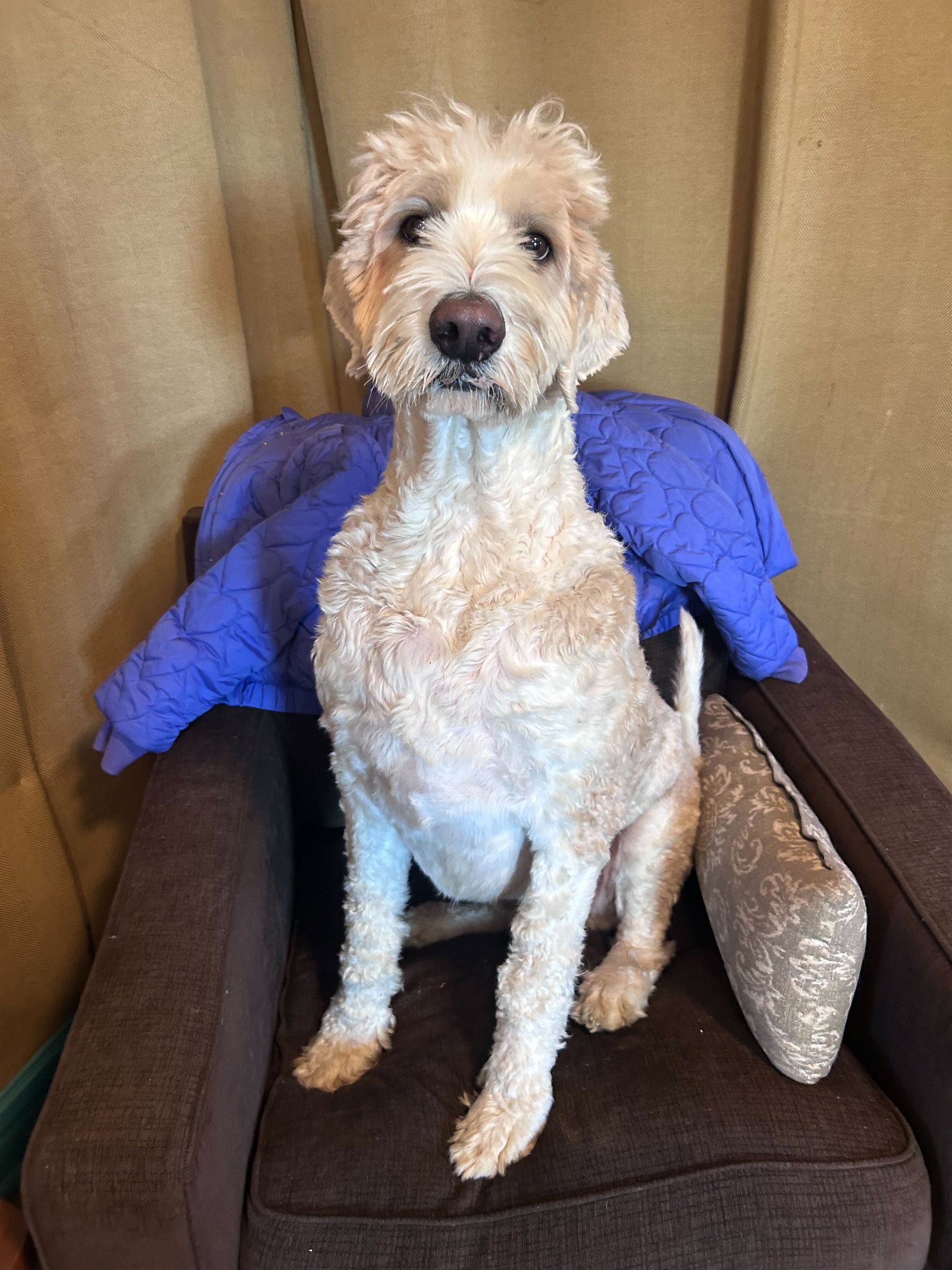 Dog Image