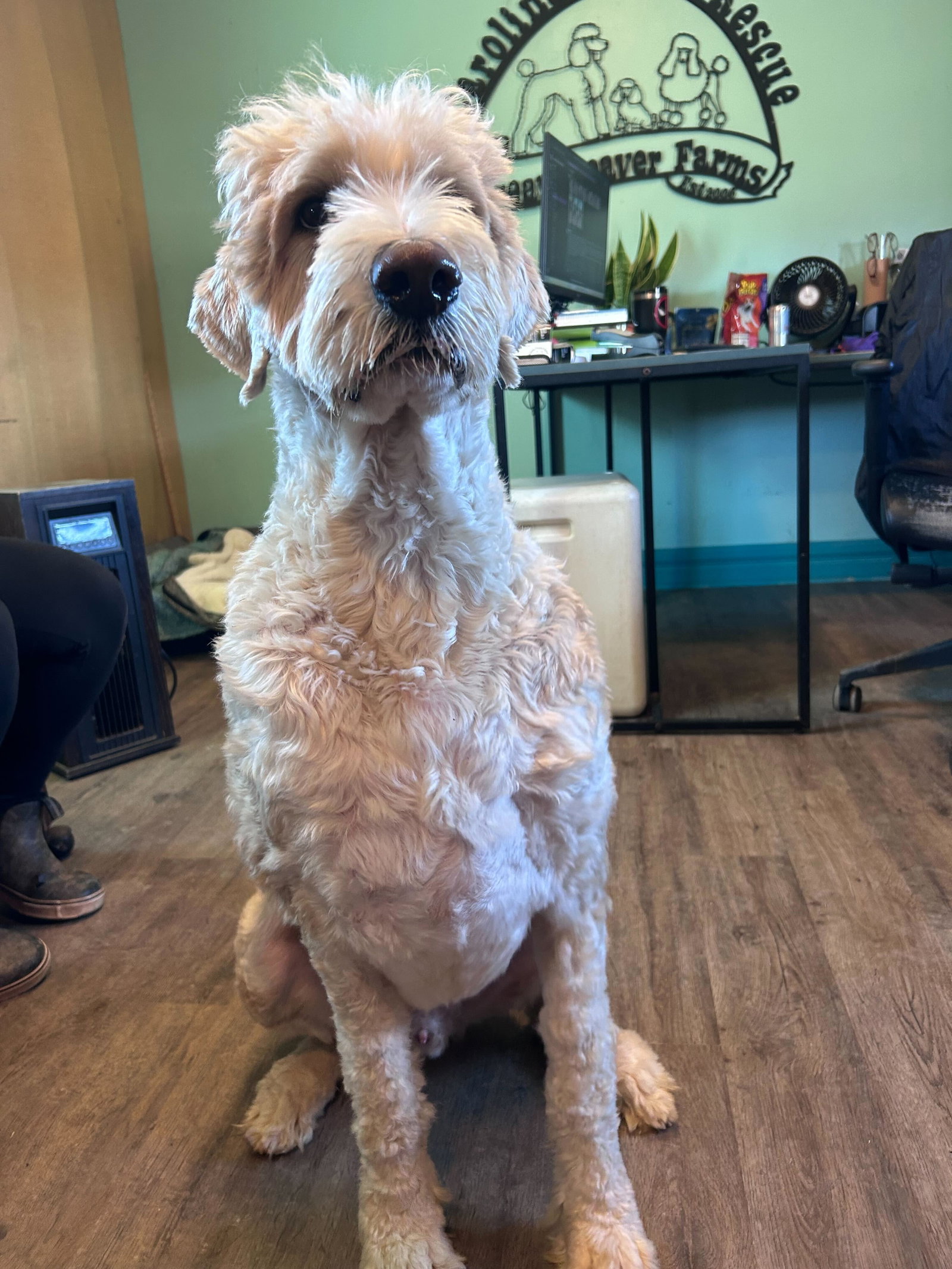 Dog Image