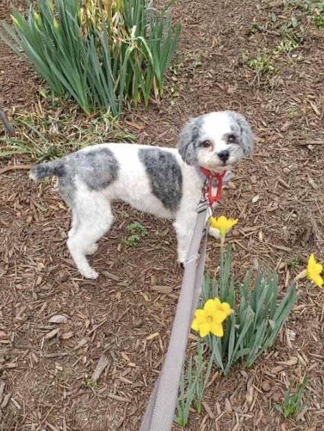 Photo 2 of 4 — Doris Jan 26 In Foster in Cary, NC