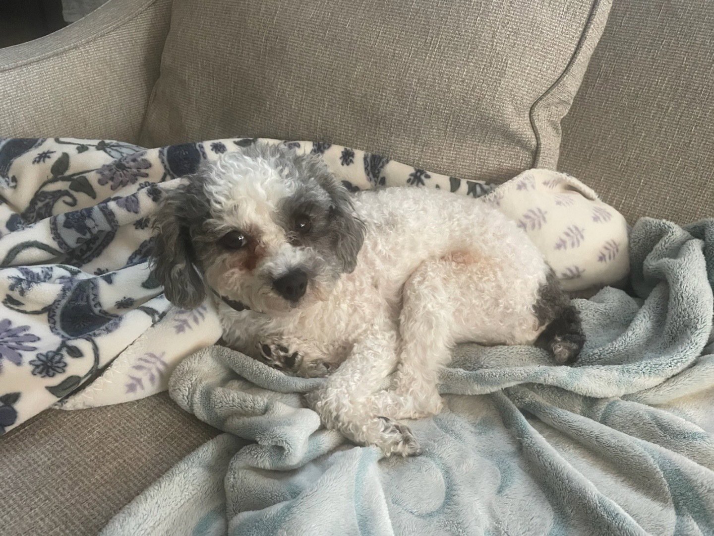 Photo 4 of 4 — Doris Jan 26 In Foster in Cary, NC