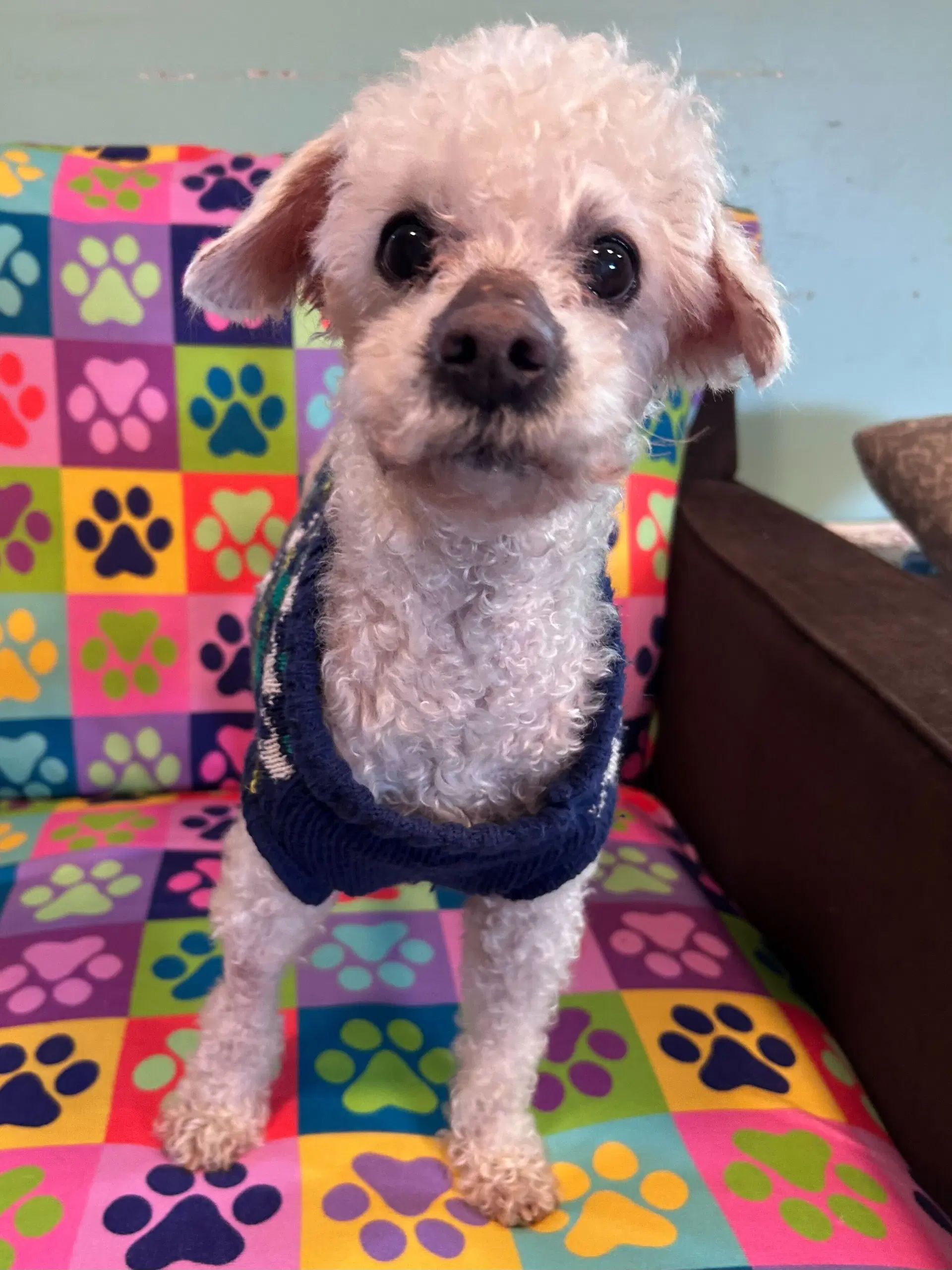 Jacy Jan - Poodle (Miniature)