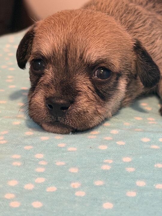 Dog Image