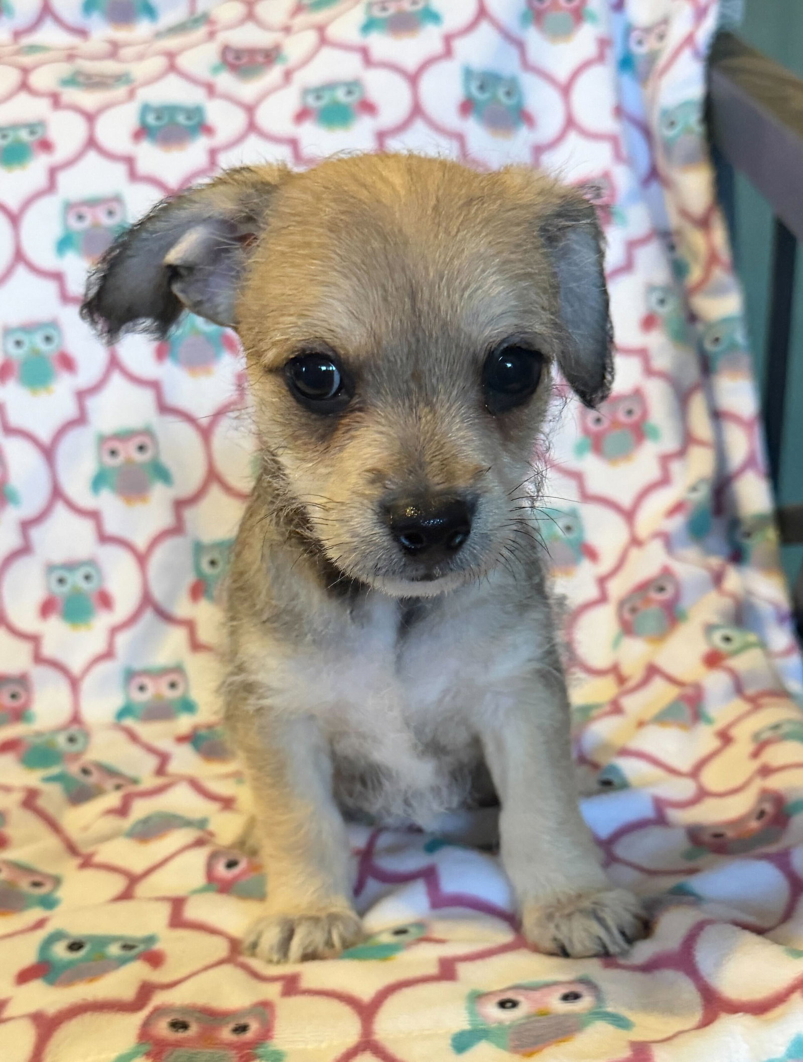 Dog Image