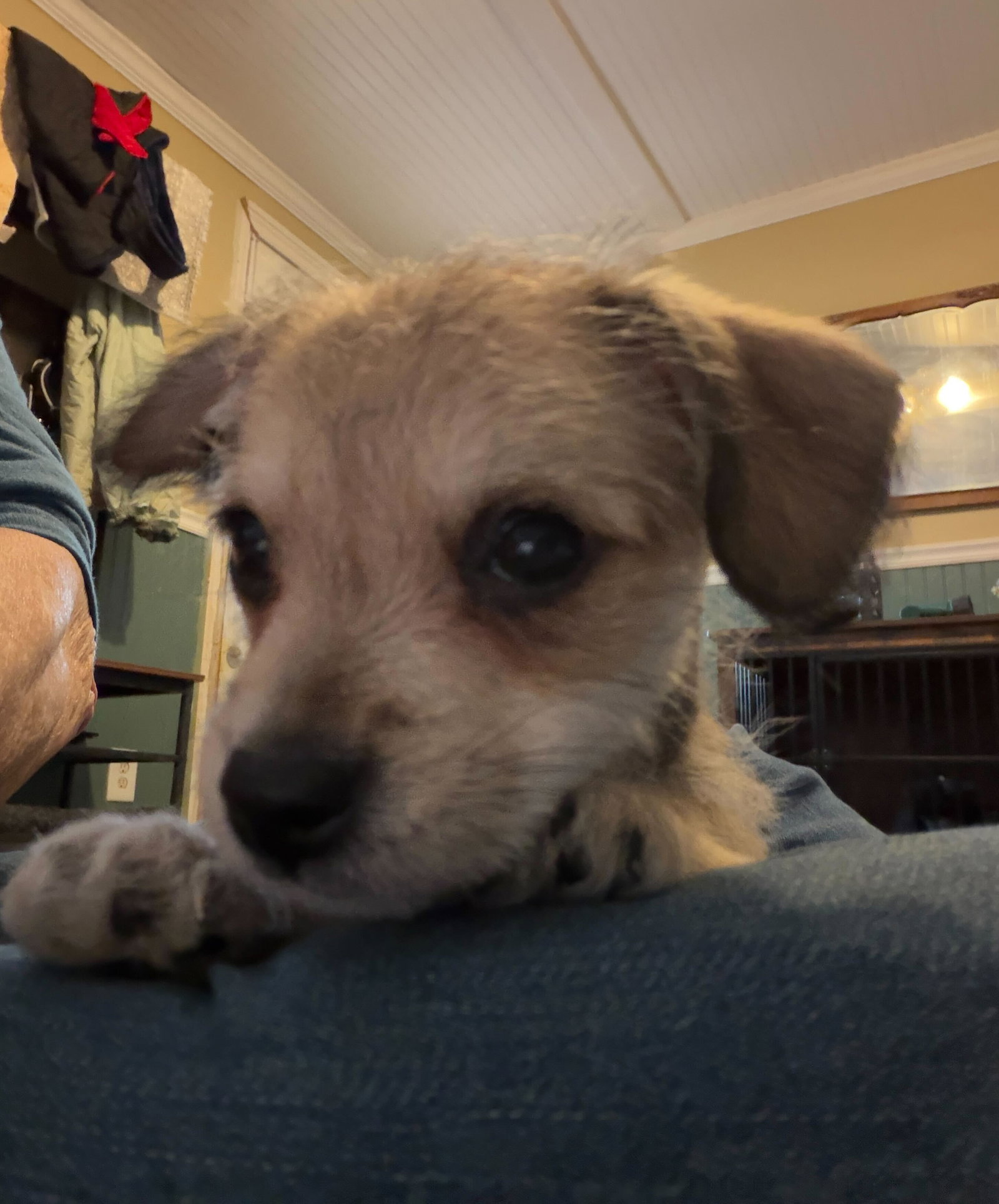 Dog Image
