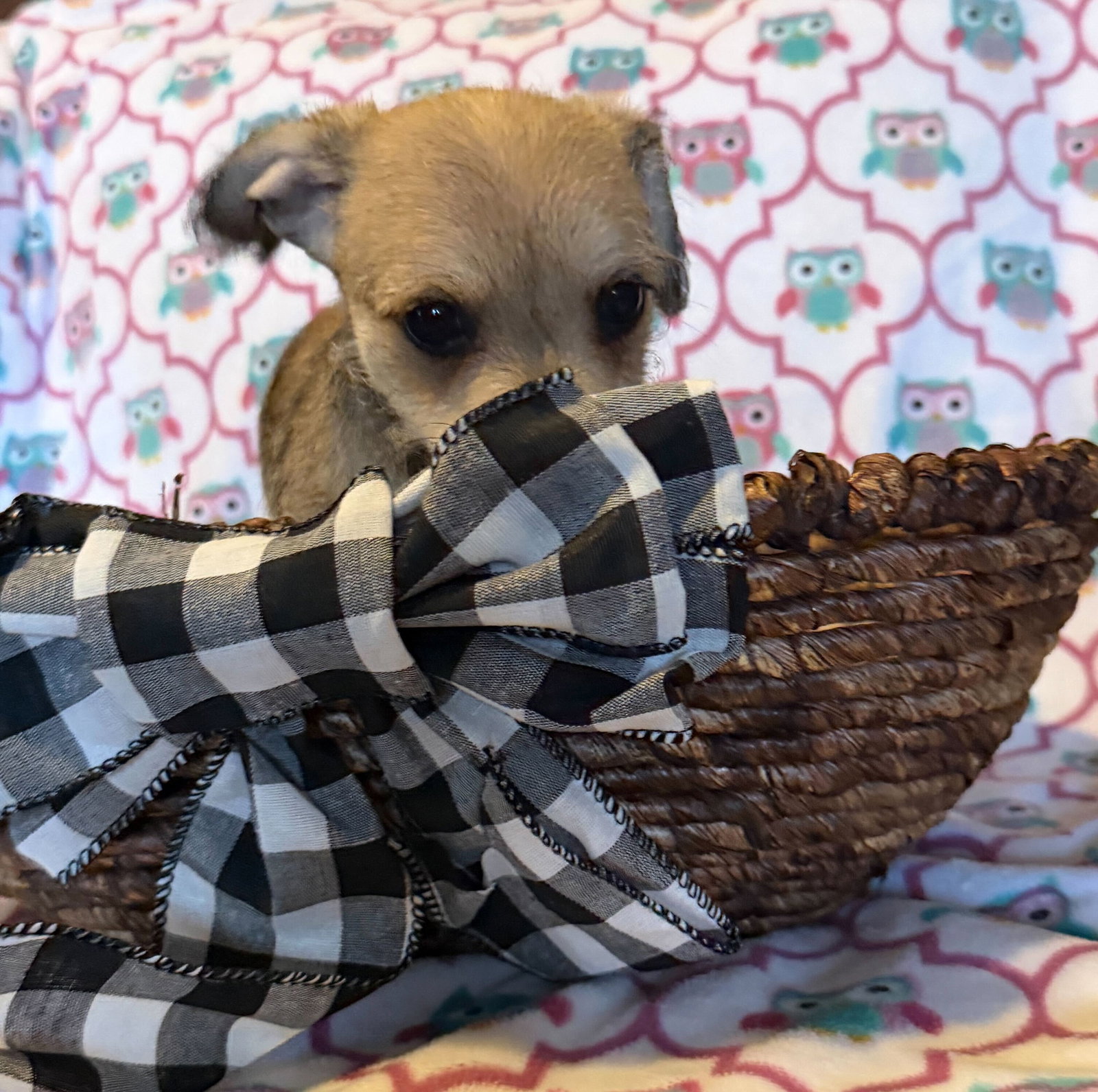 Dog Image
