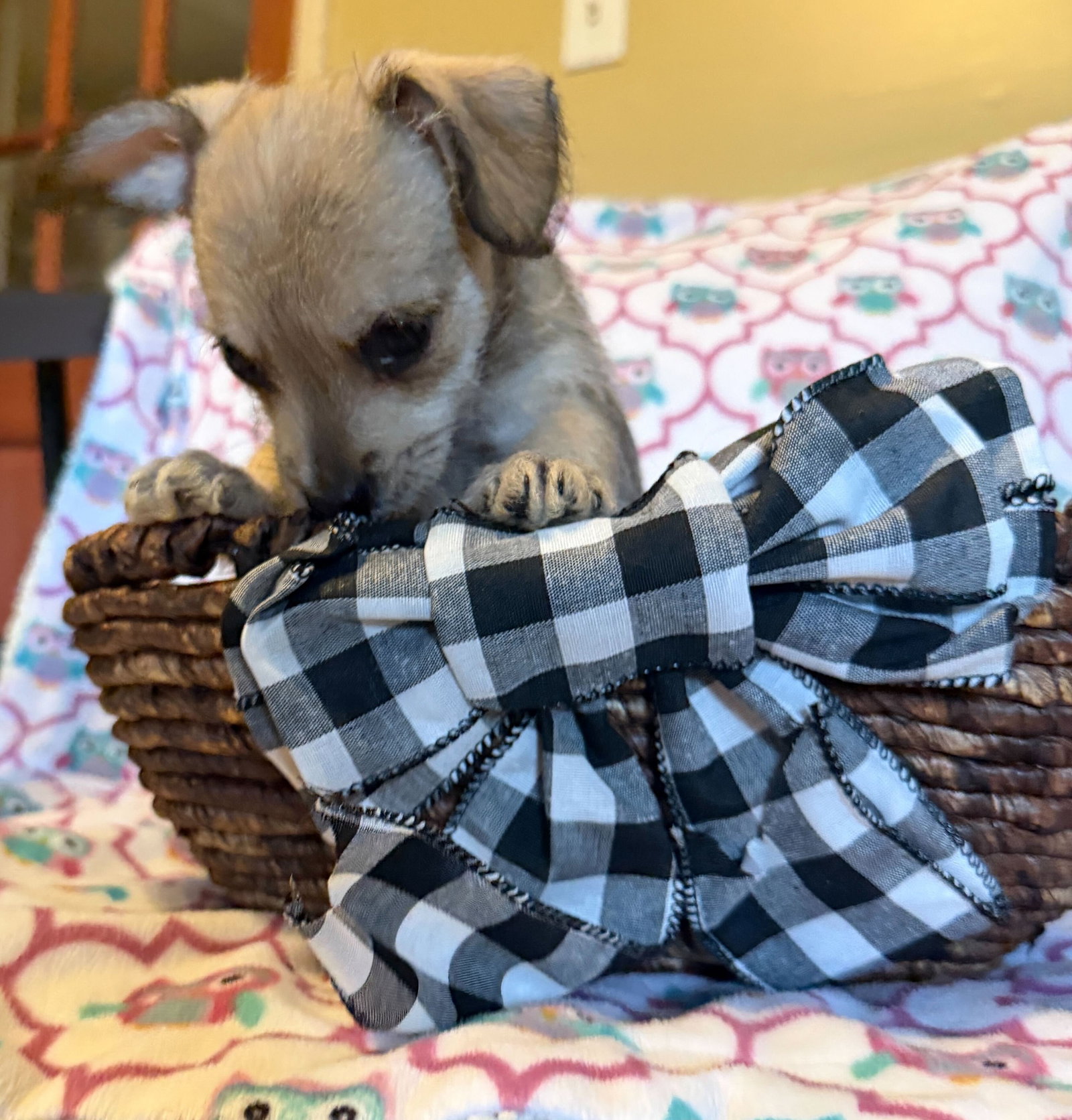 Dog Image