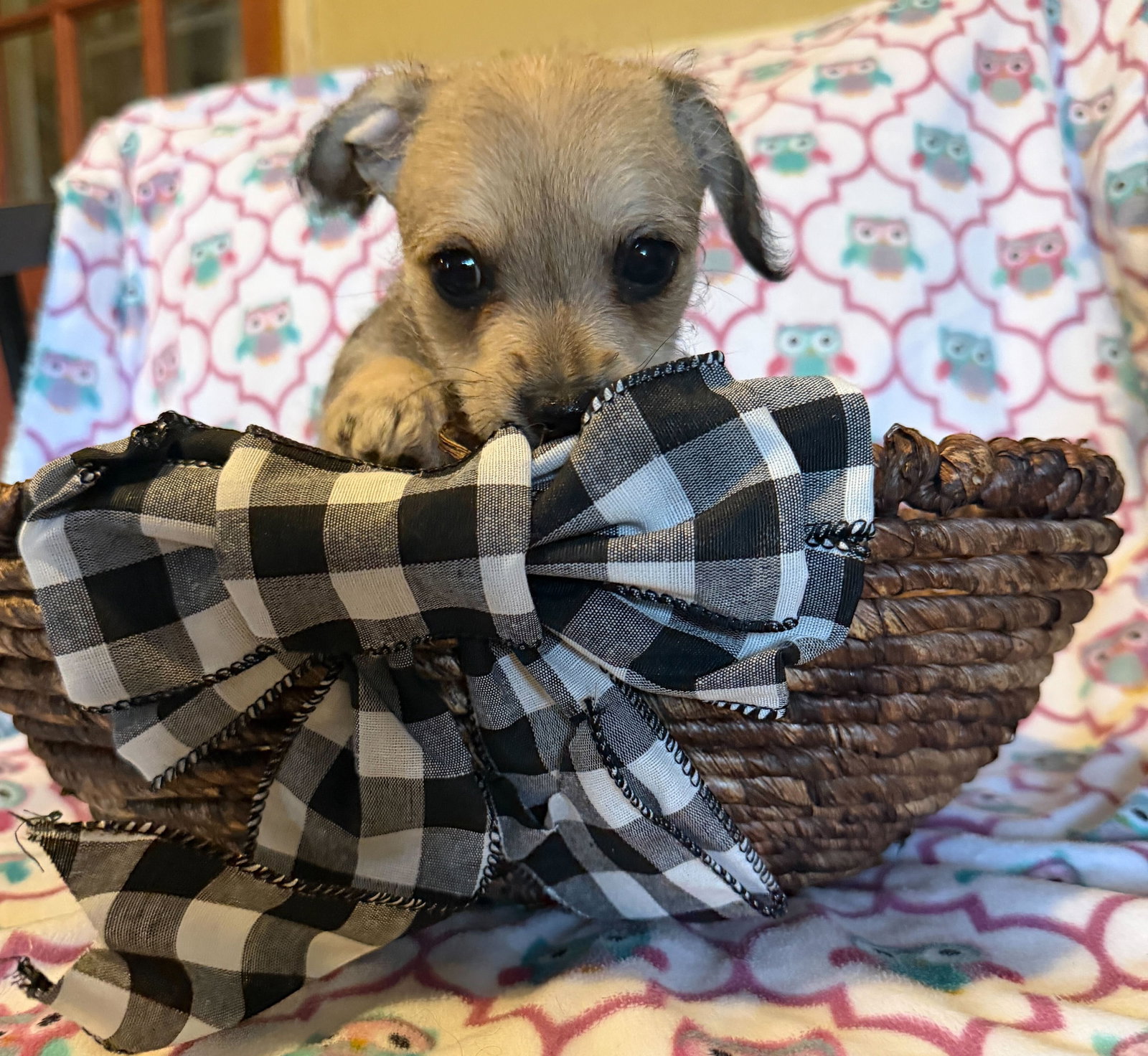 Dog Image