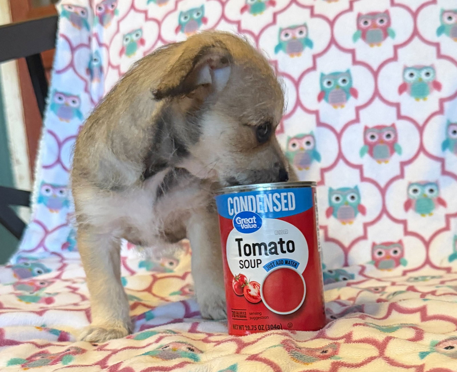 Dog Image