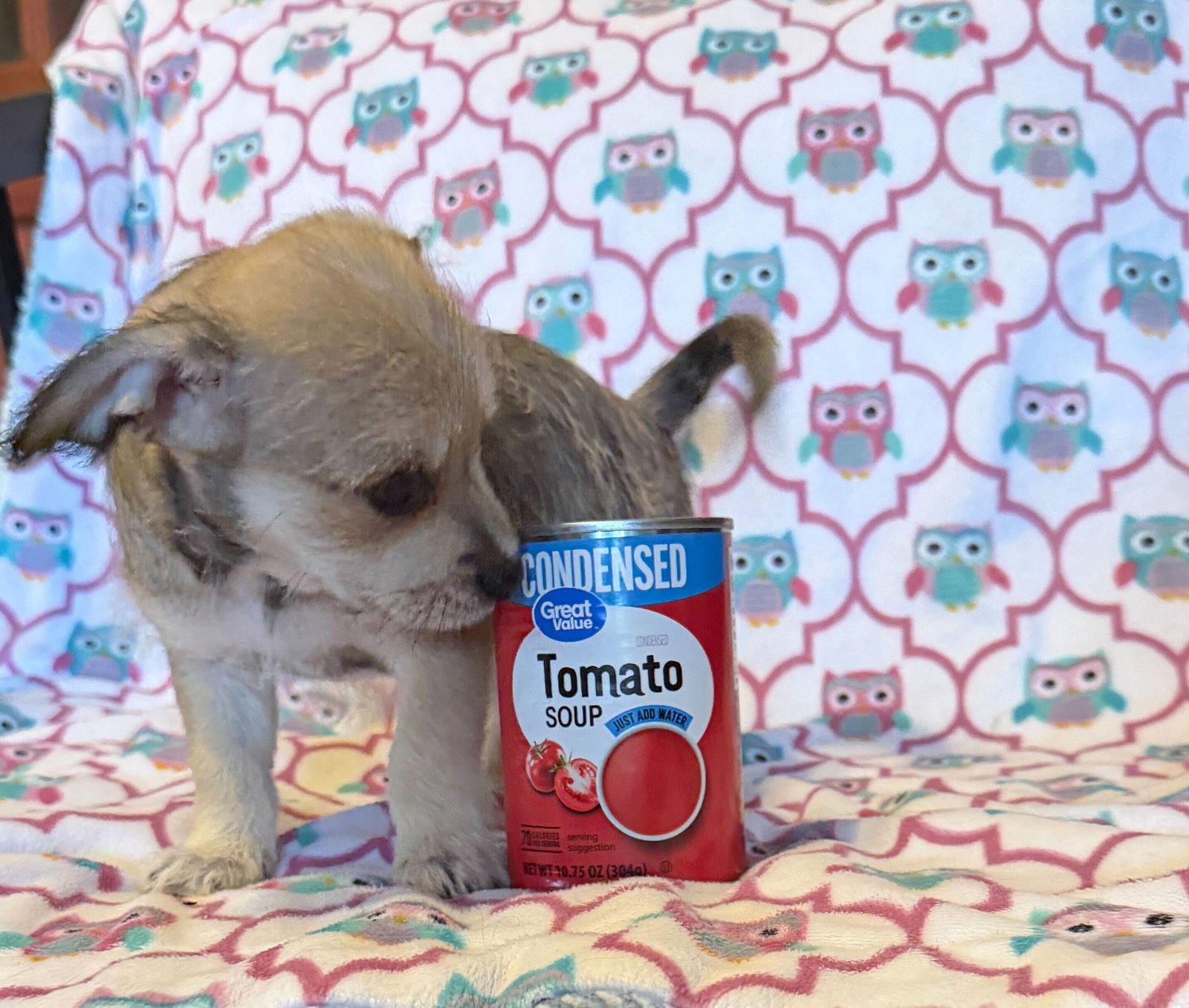 Dog Image