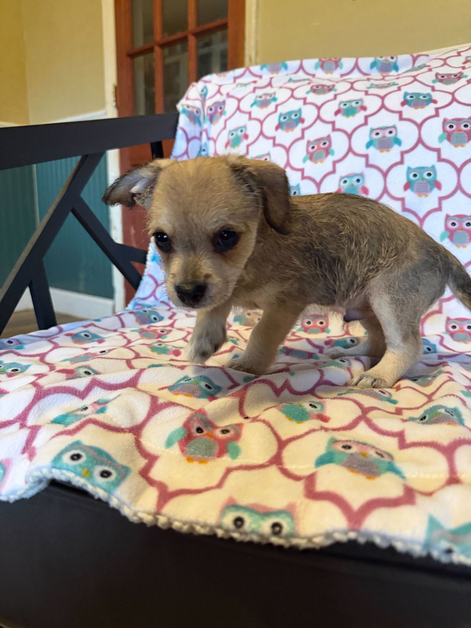 Dog Image