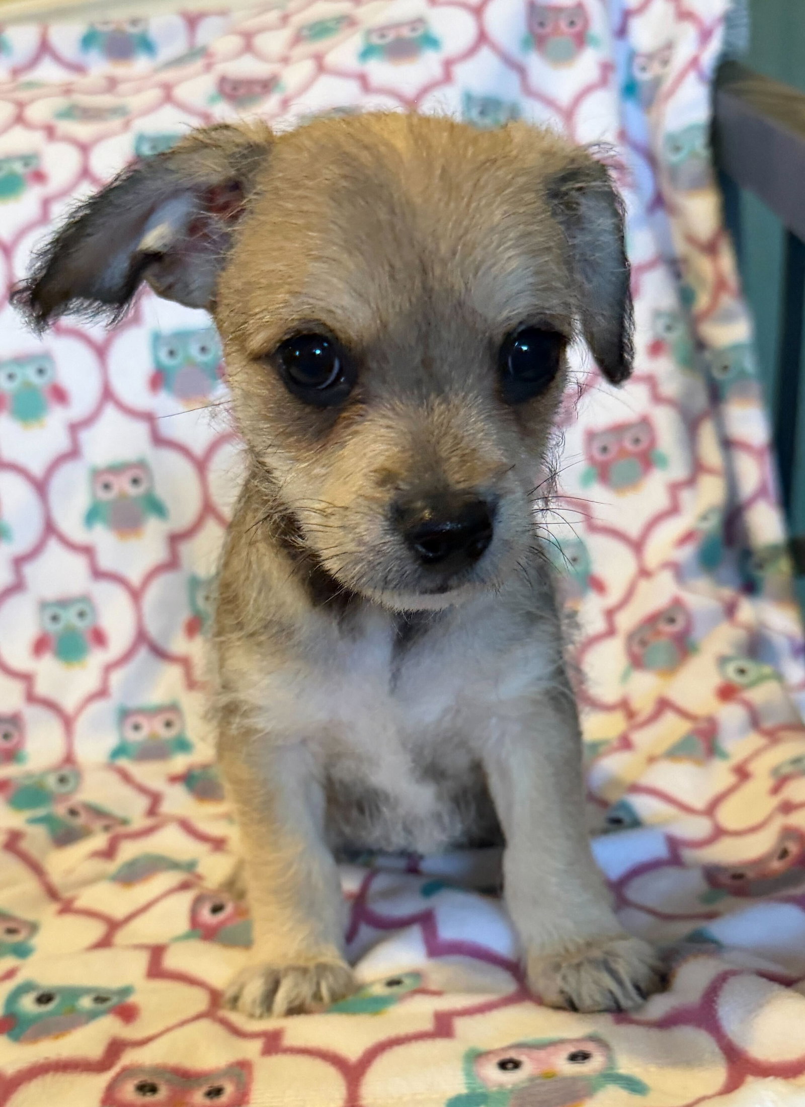 Xavier - a Lucy pup