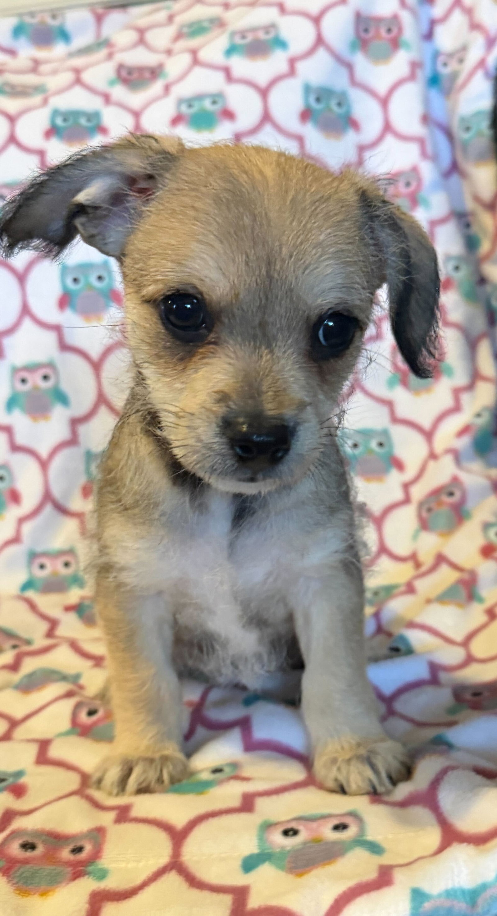 Dog Image