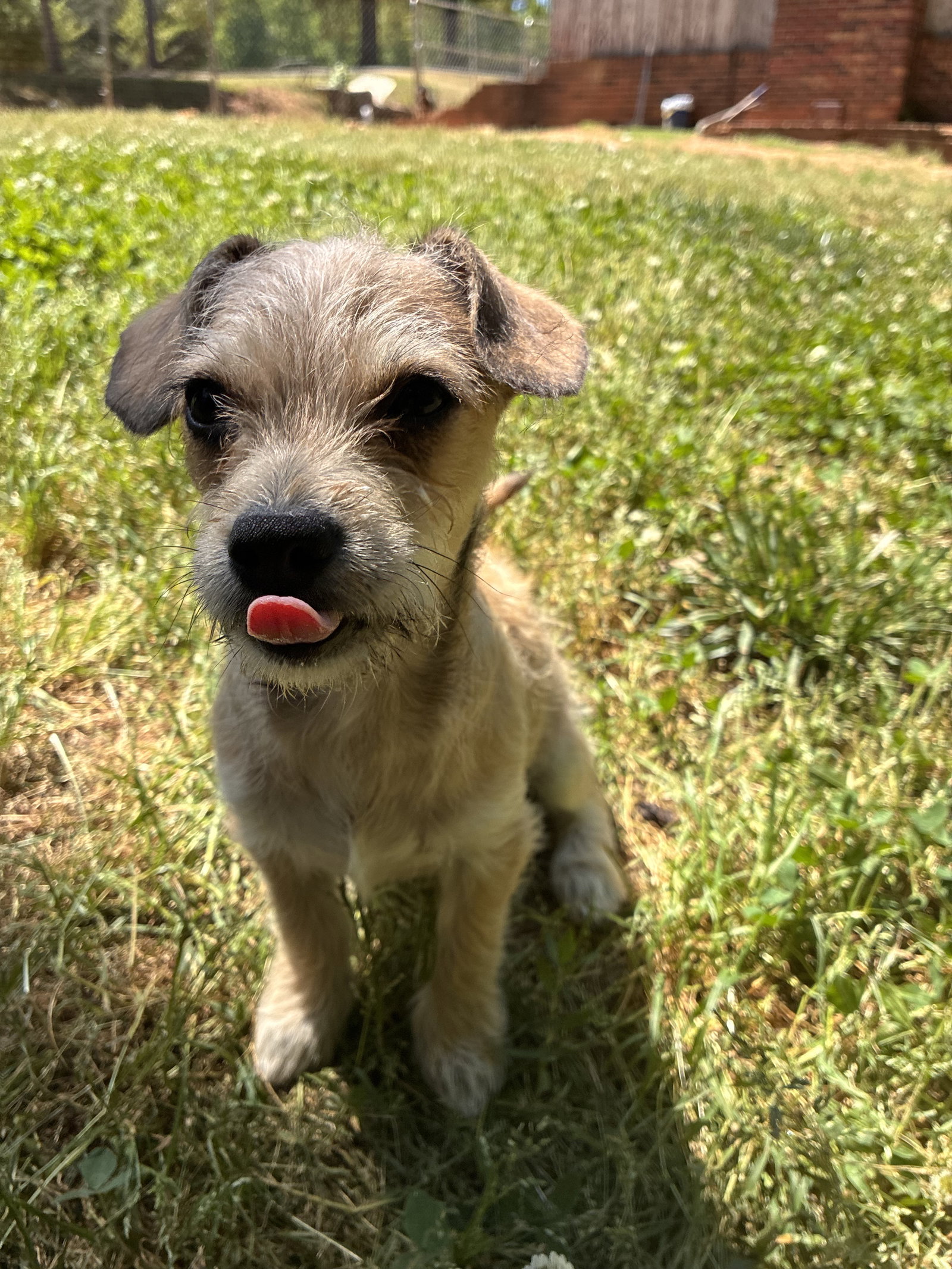 Xavier - a Lucy pup