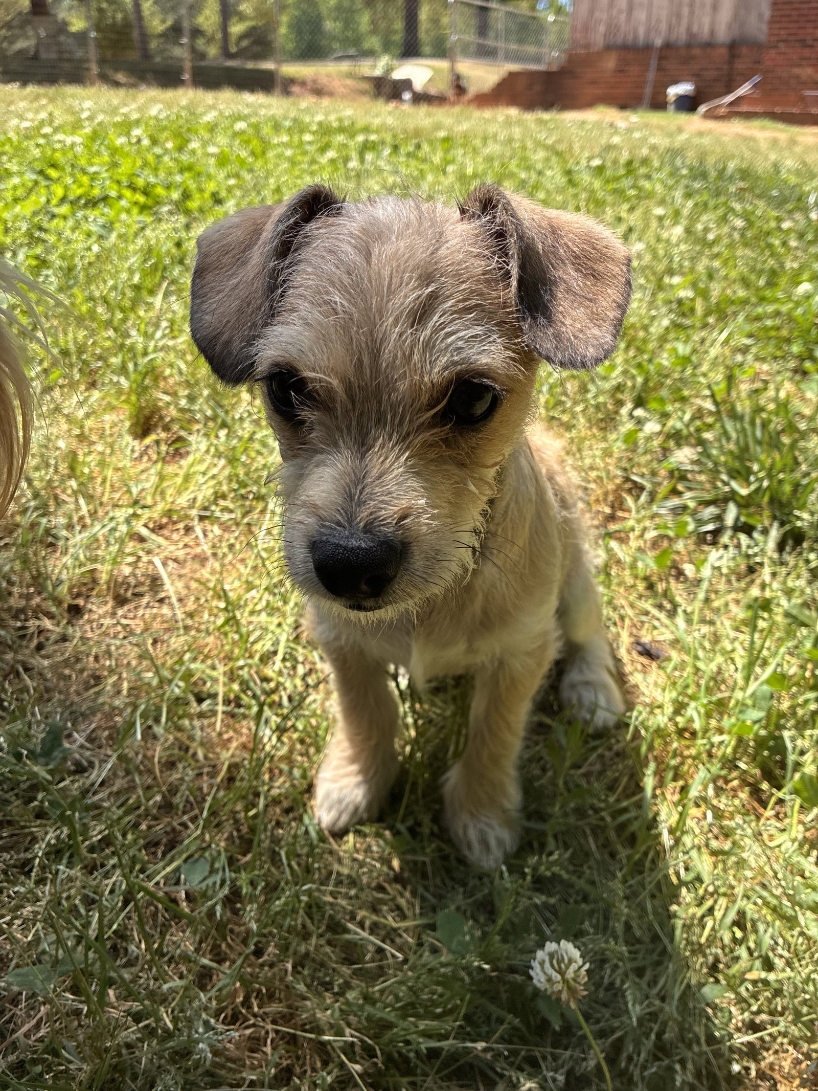 Photo 2 of 13 — Xavier - a Lucy pup