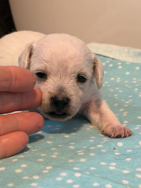 Fabio - A Lucy pup