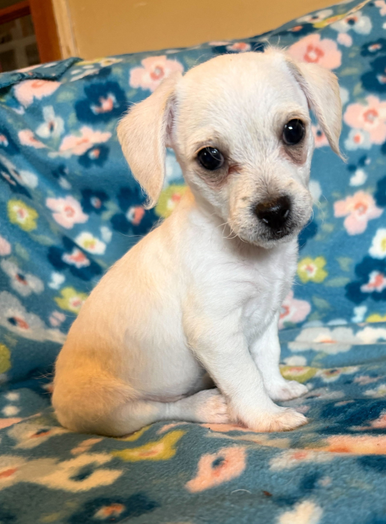 Fabio - a Lucy pup