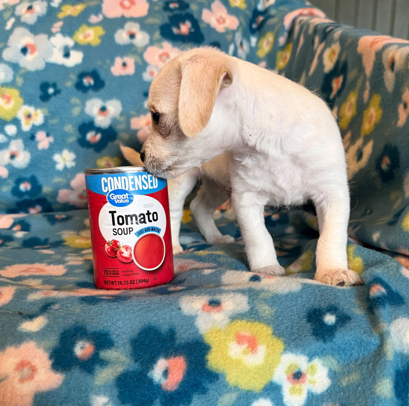 Dog Image