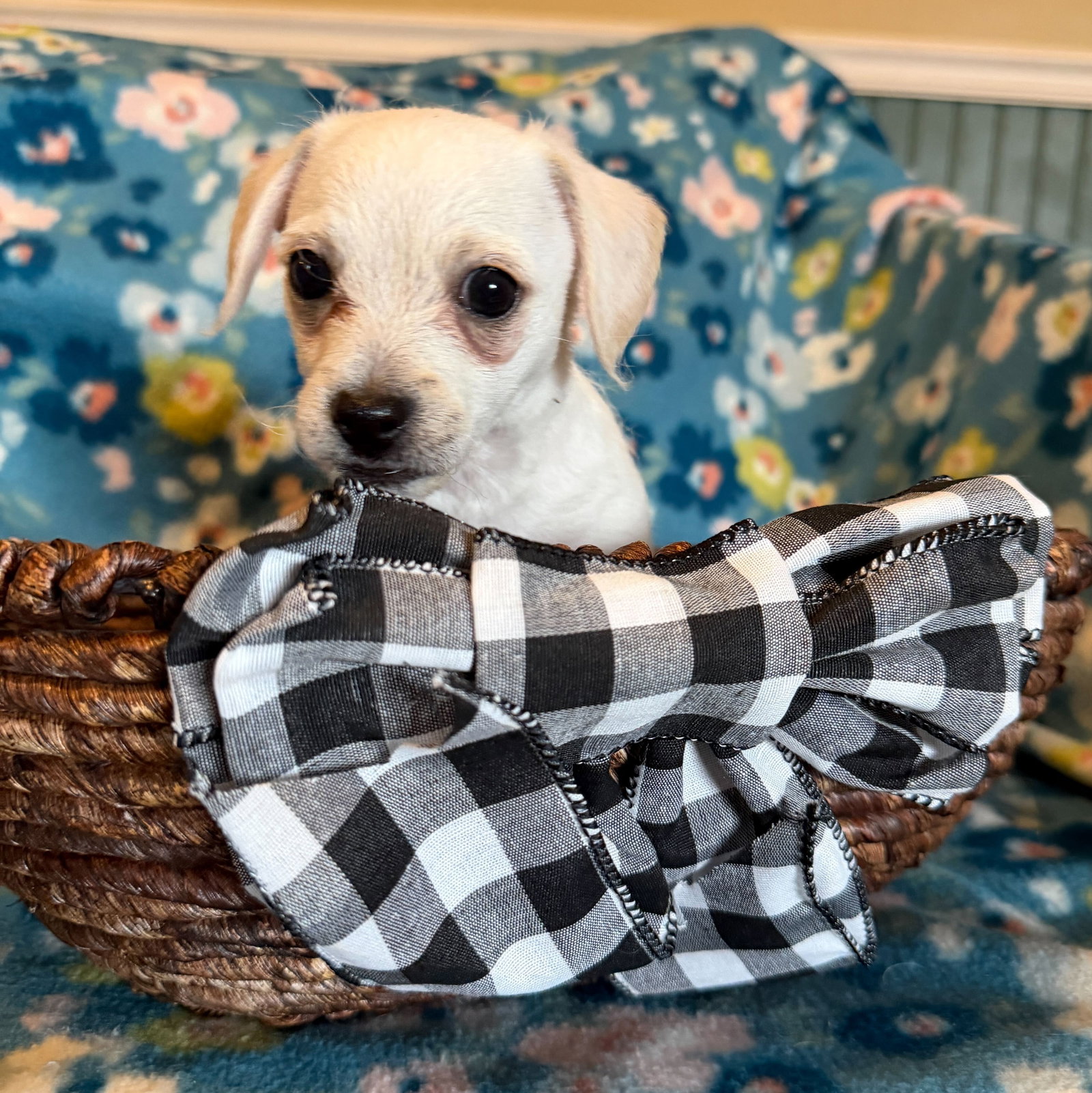 Dog Image