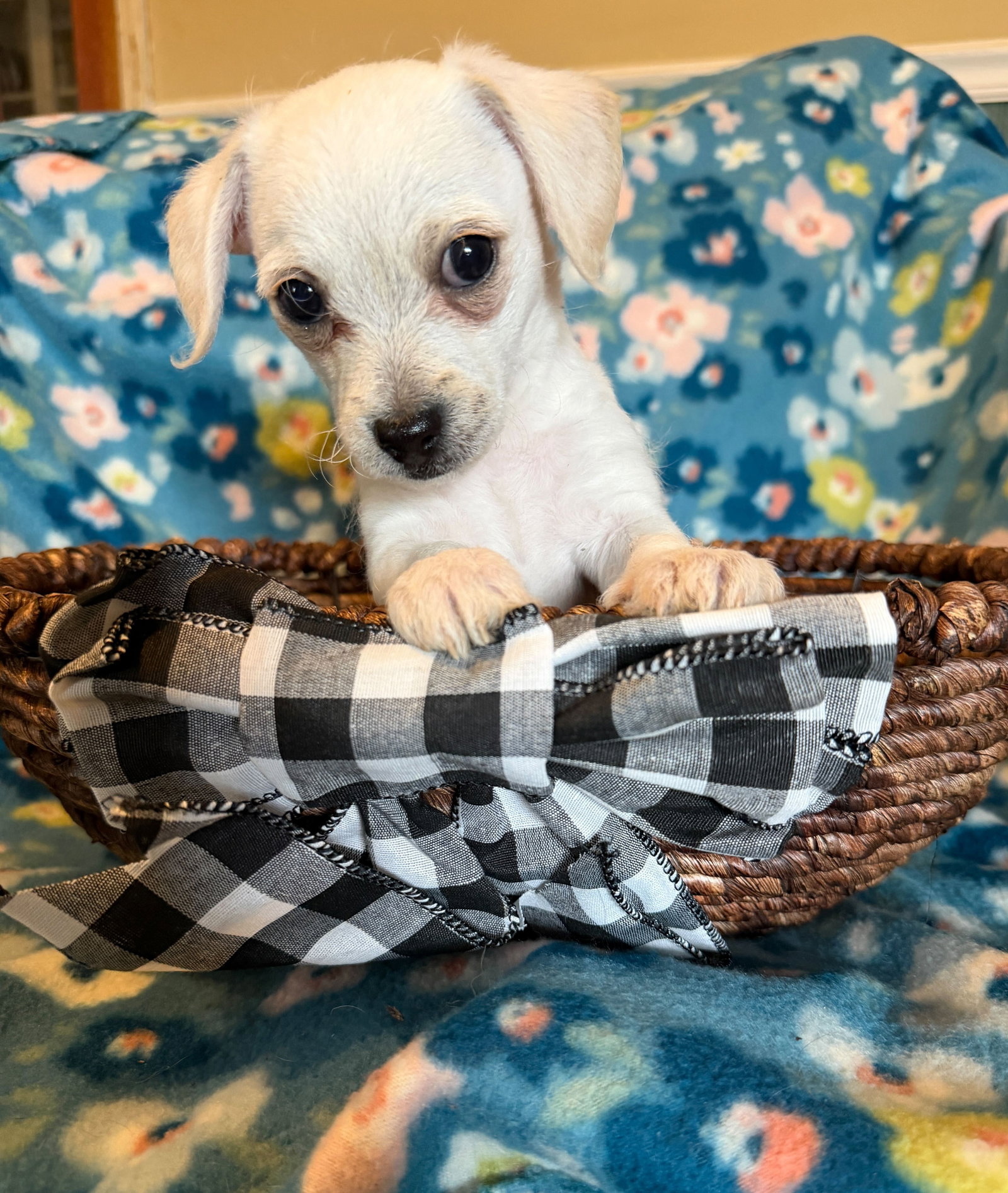 Dog Image