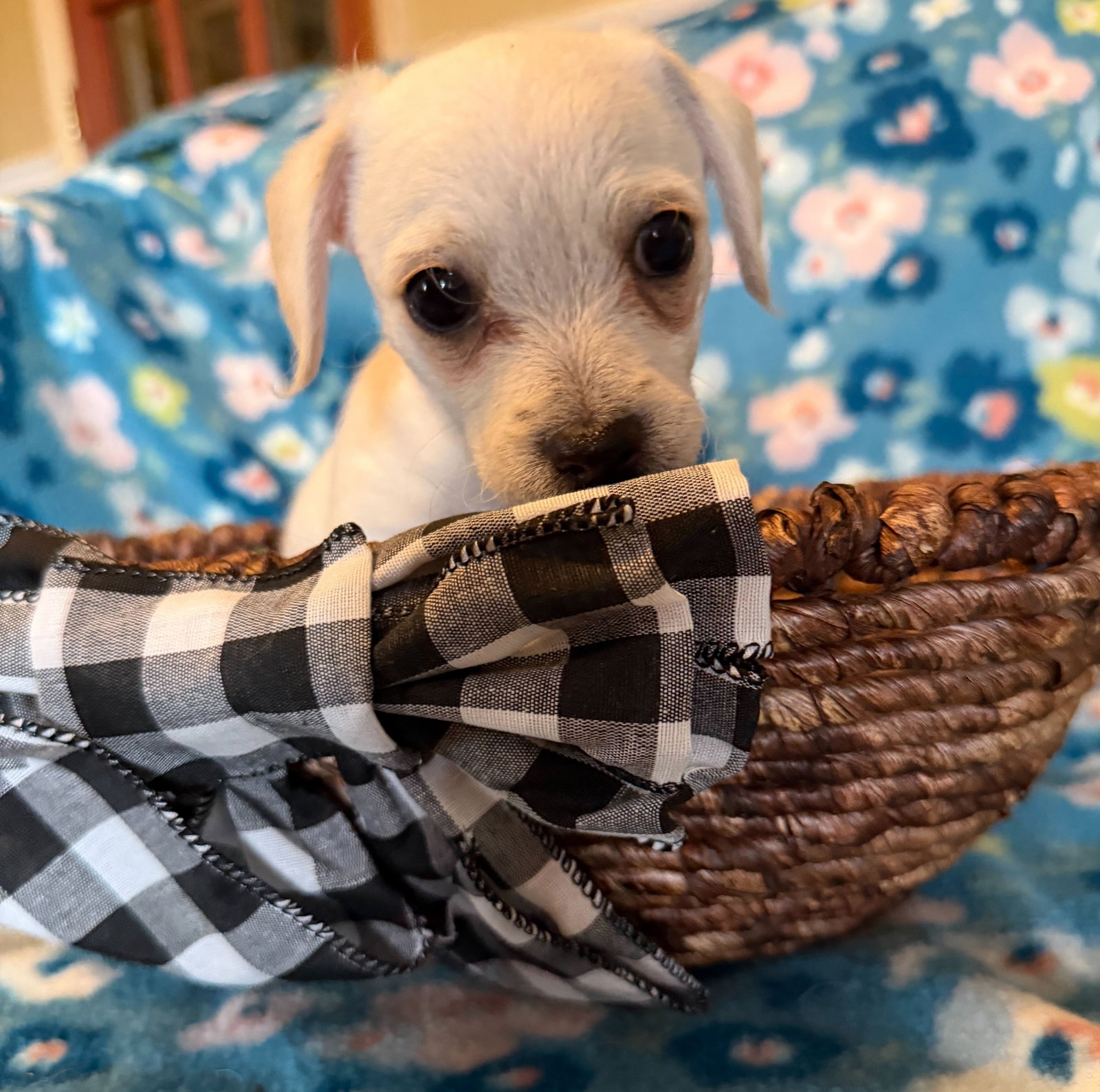 Dog Image