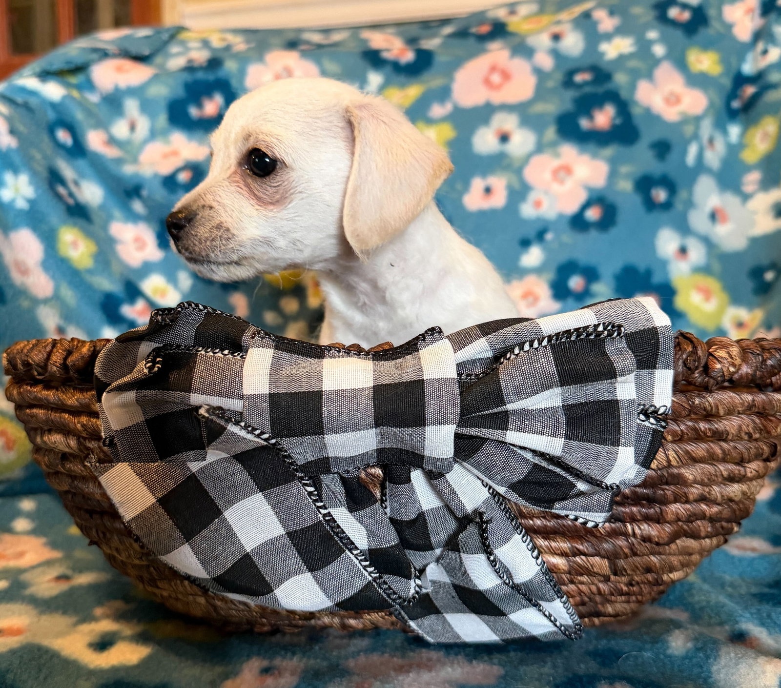 Dog Image