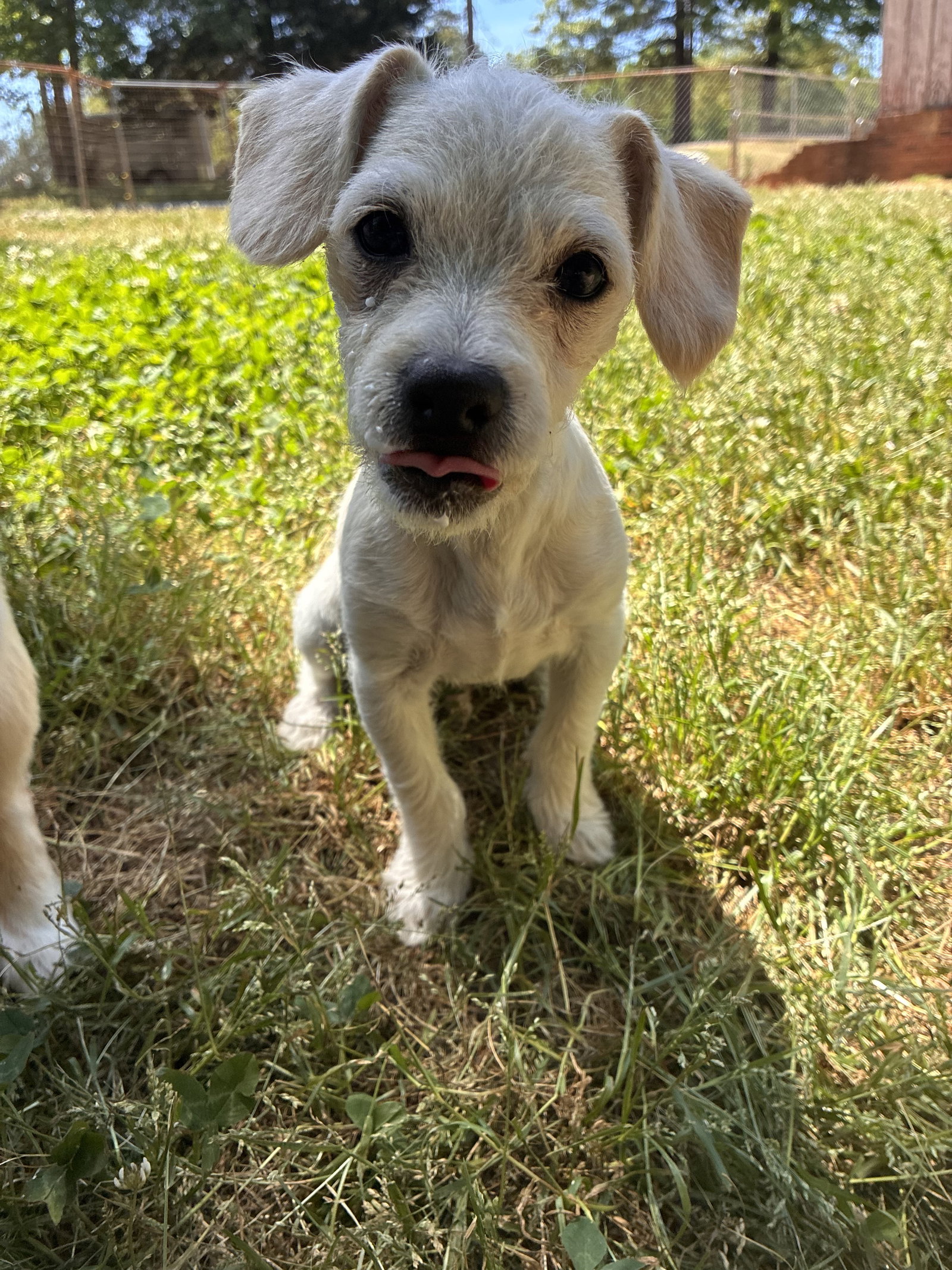 Fabio - A Lucy pup