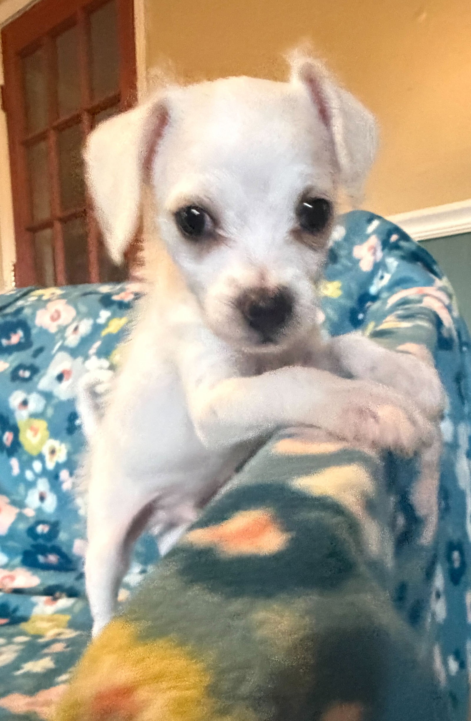 Enzo - a Lucy Pup