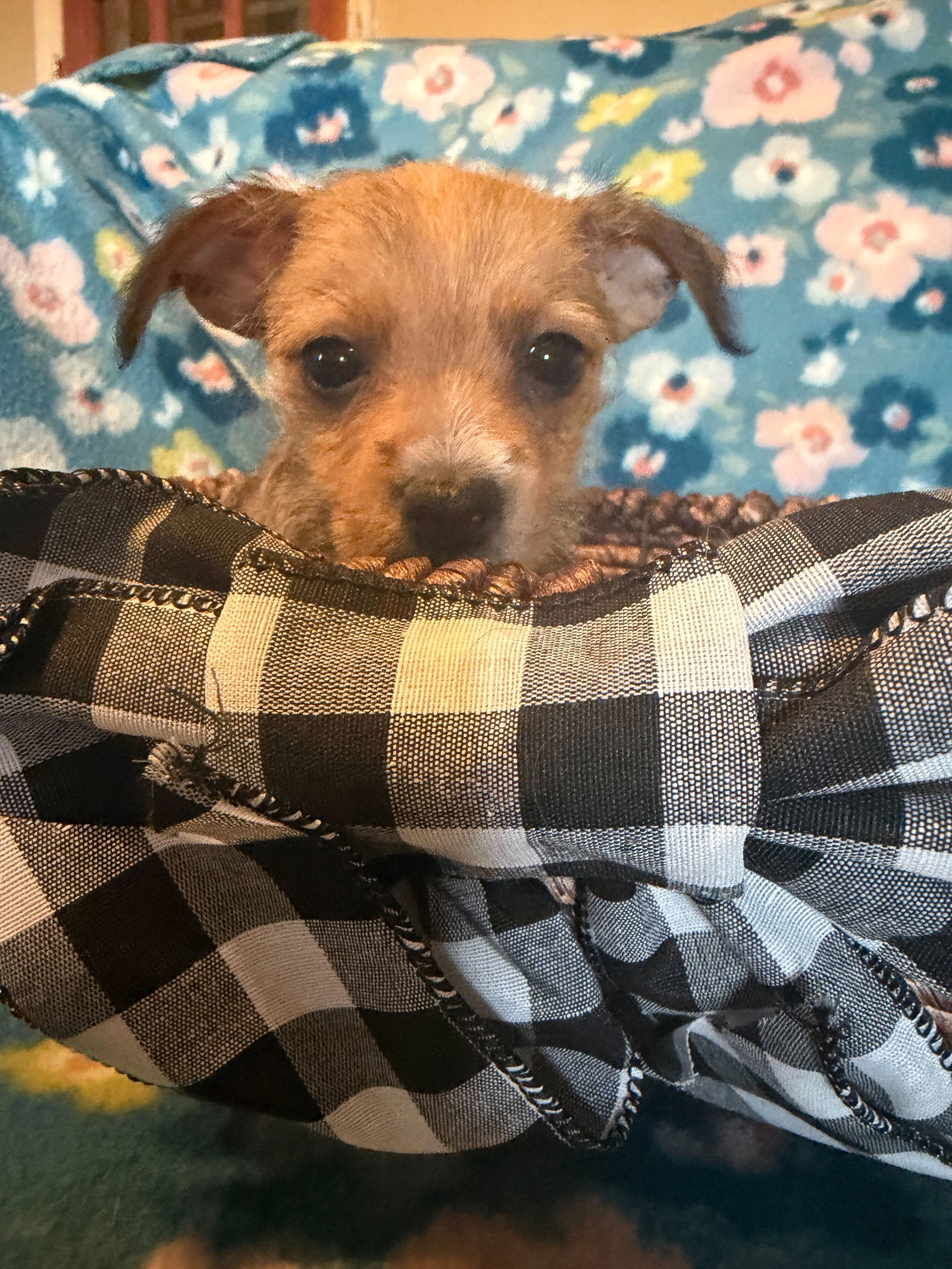 Dog Image