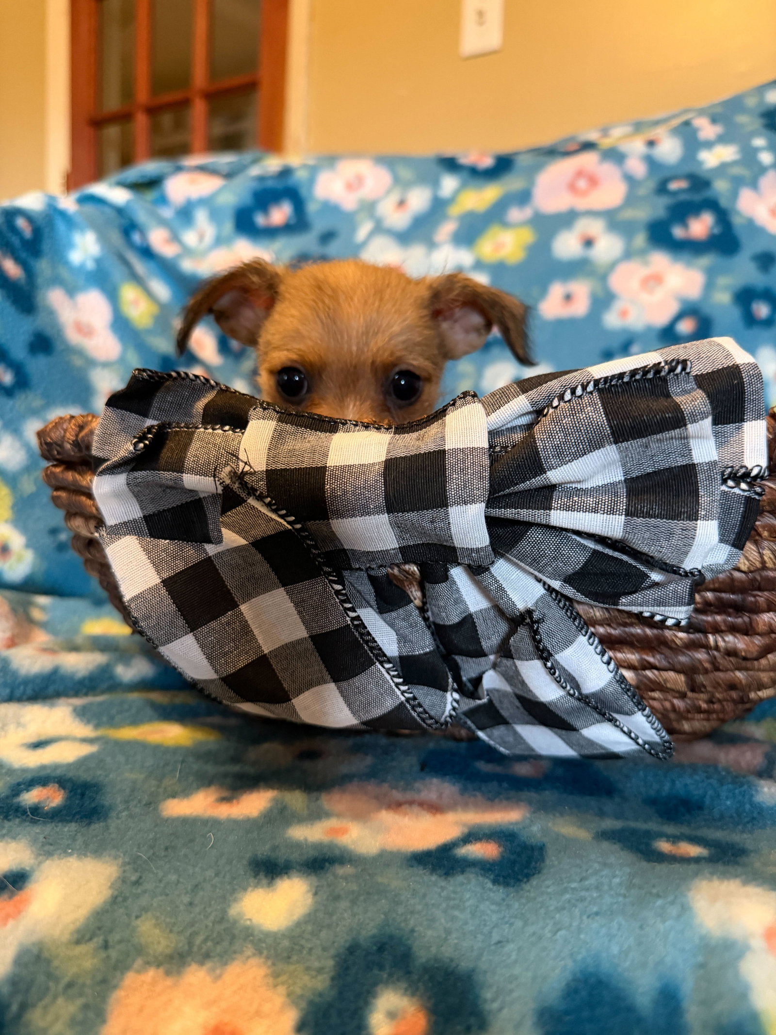Dog Image