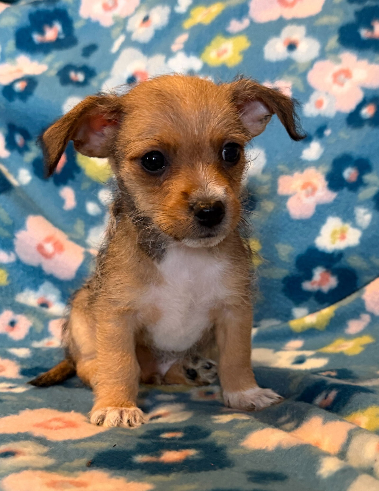 Dog Image