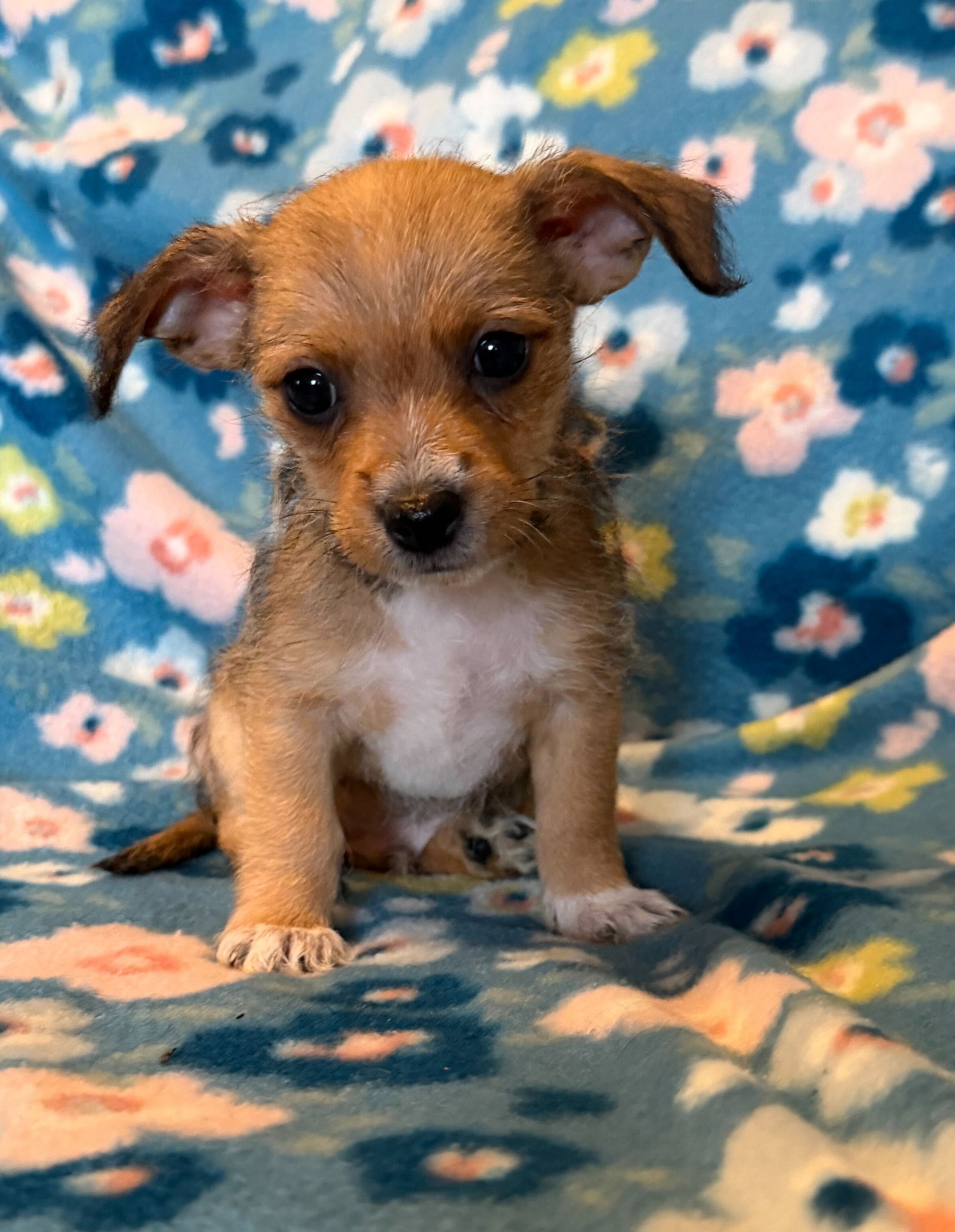 Raul - a Lucy pup