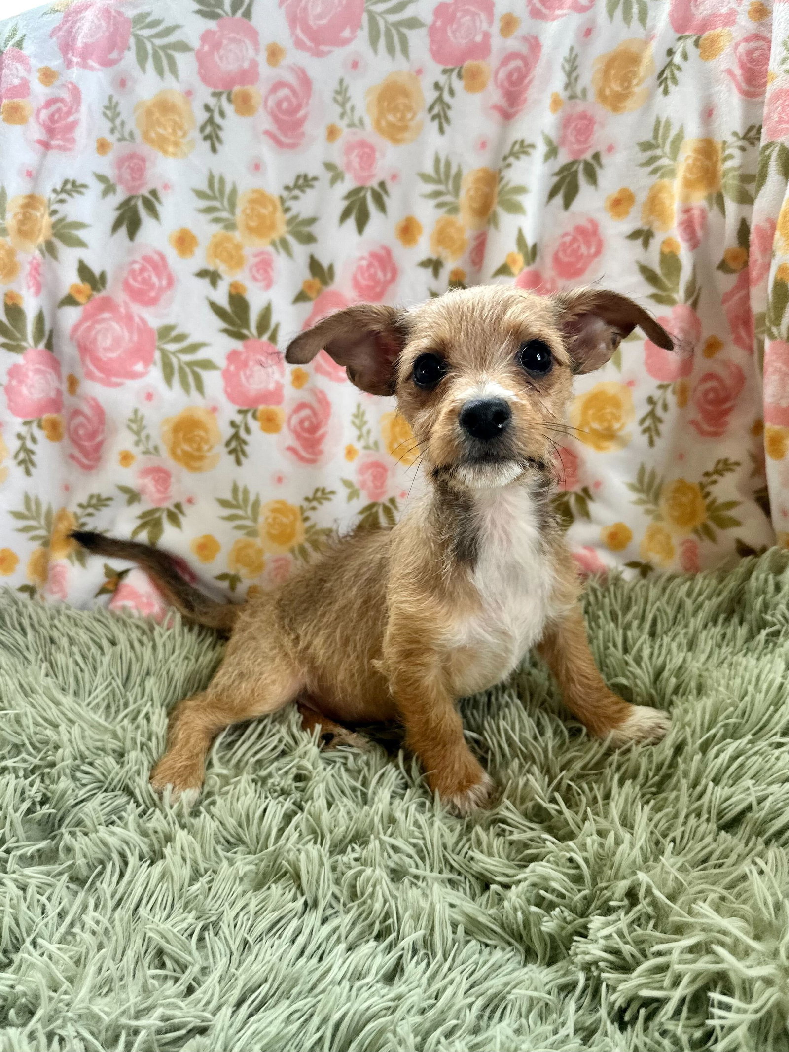 Raul - A Lucy pup Image