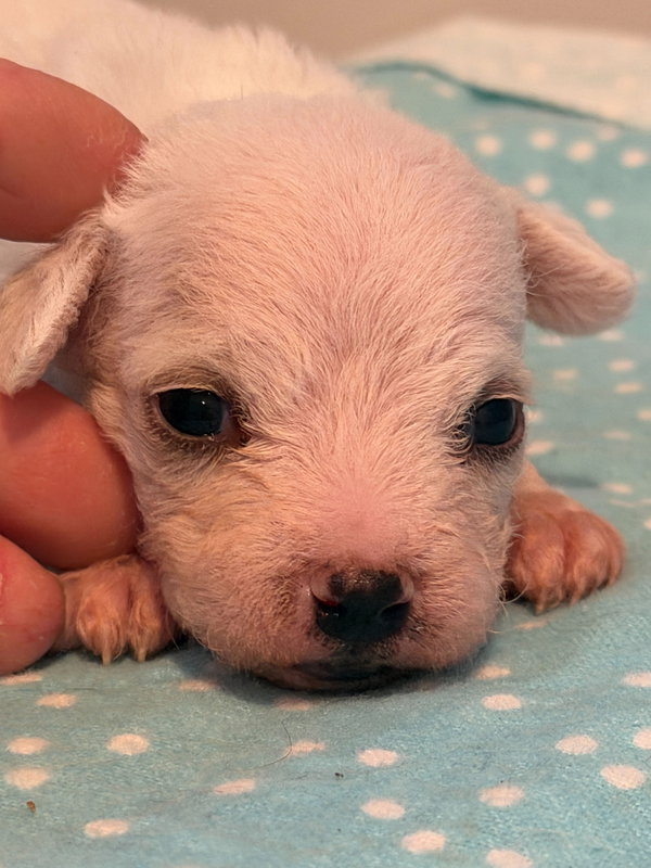 Arlo - a Lucy pup