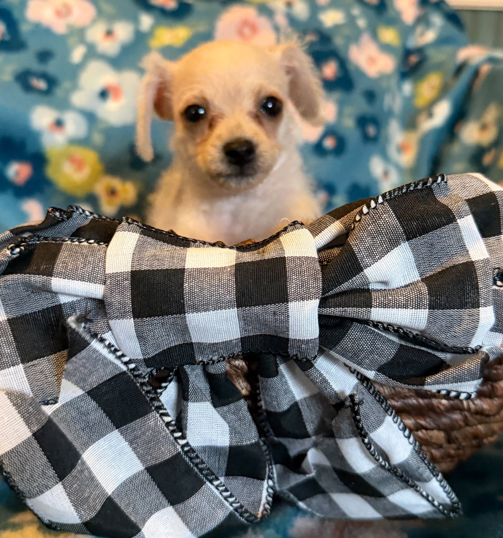 Arlo - a Lucy pup