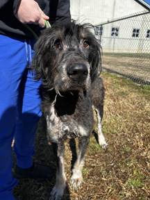 Photo 7 of 8 — Gabriel Jan 26 - In Foster in Reidville, SC